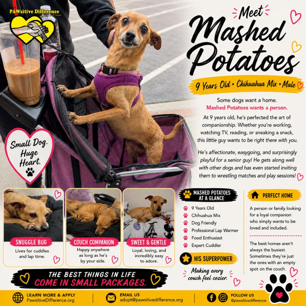 Enlarge Mashed Potatoes PP F NV, a Adoptable Chihuahua in Las Vegas, NV image 4/4