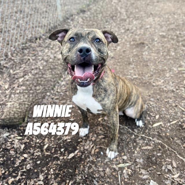 Enlarge WINNIE, a Adoptable Mixed Breed in Huntsville, AL image 1/1