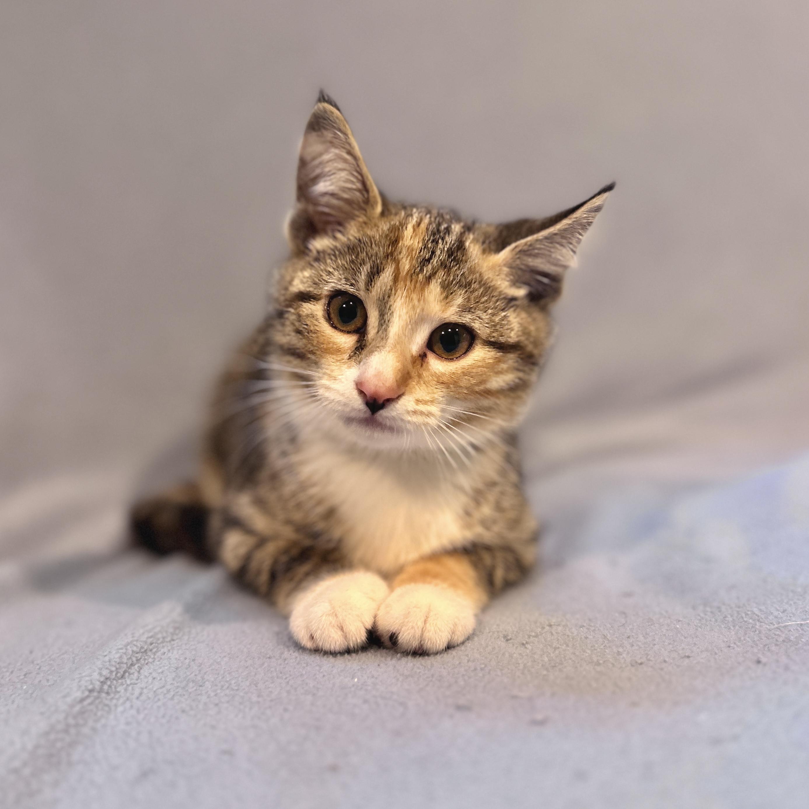 Felicity, an adopted Domestic Short Hair in Topsham, ME image 2/3