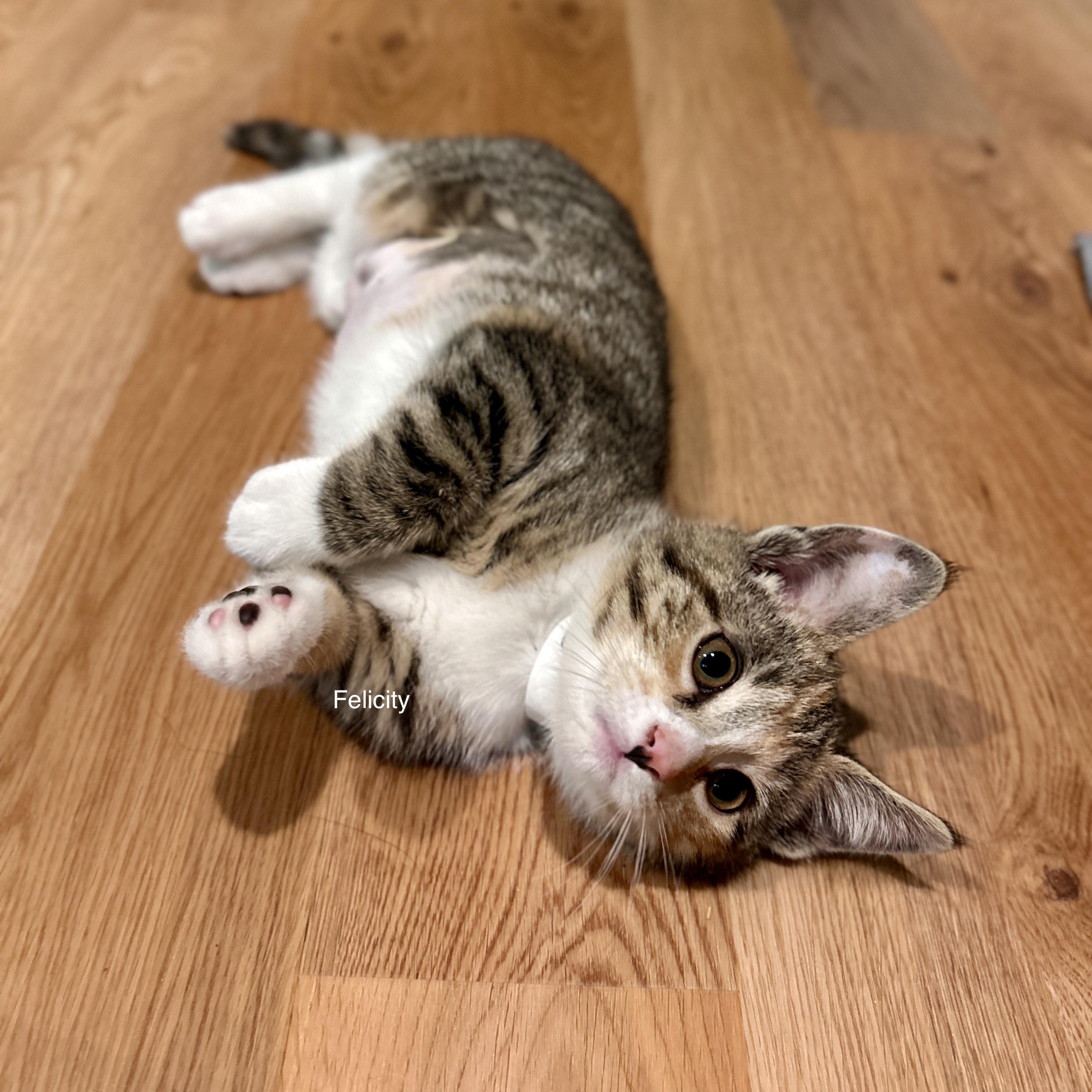 Felicity, adopted, Kitten Male Domestic Short Hair.