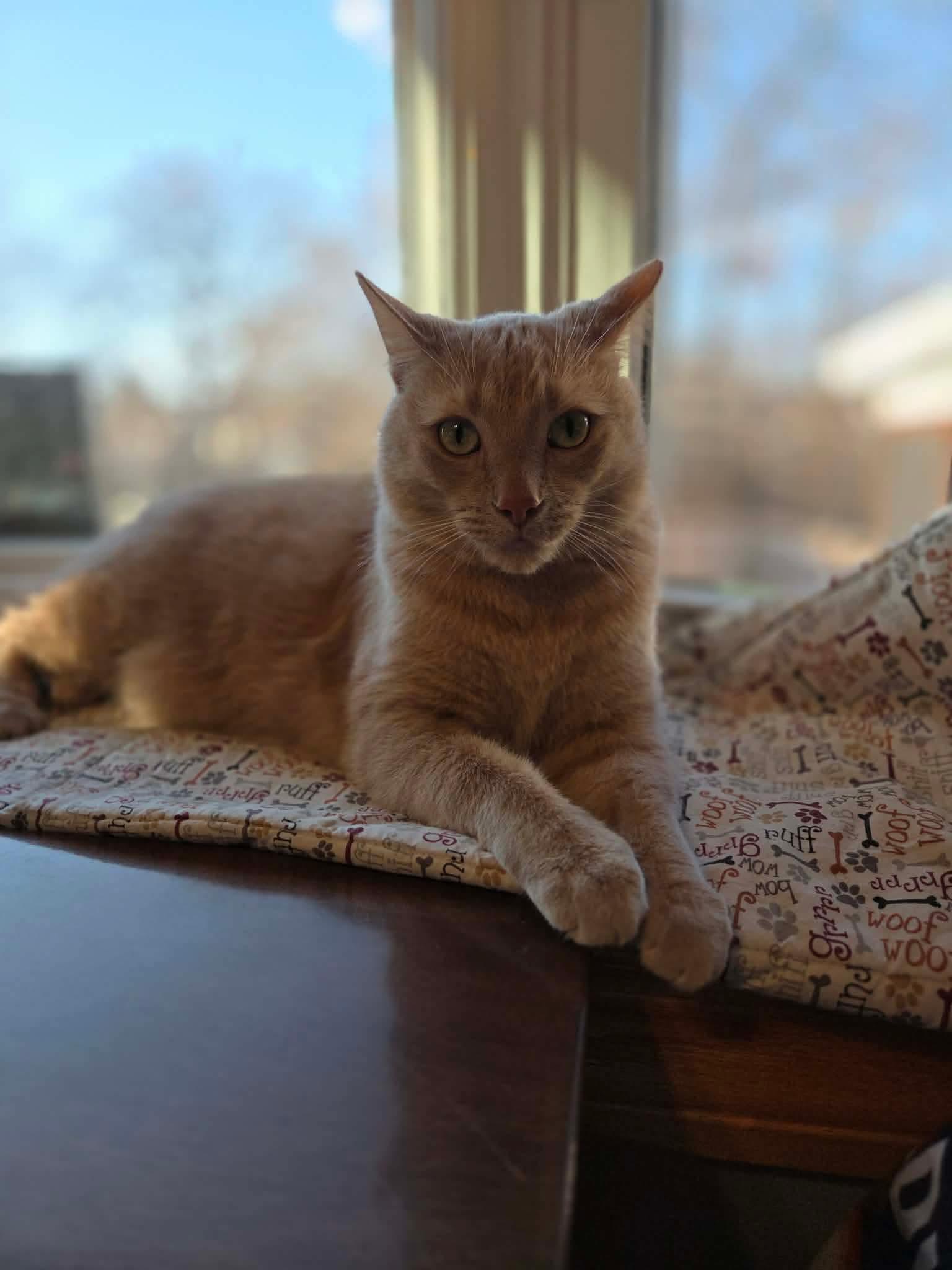 Enlarge Nicholas, a ADOPTABLE Tabby in Wadsworth, IL image 2/6