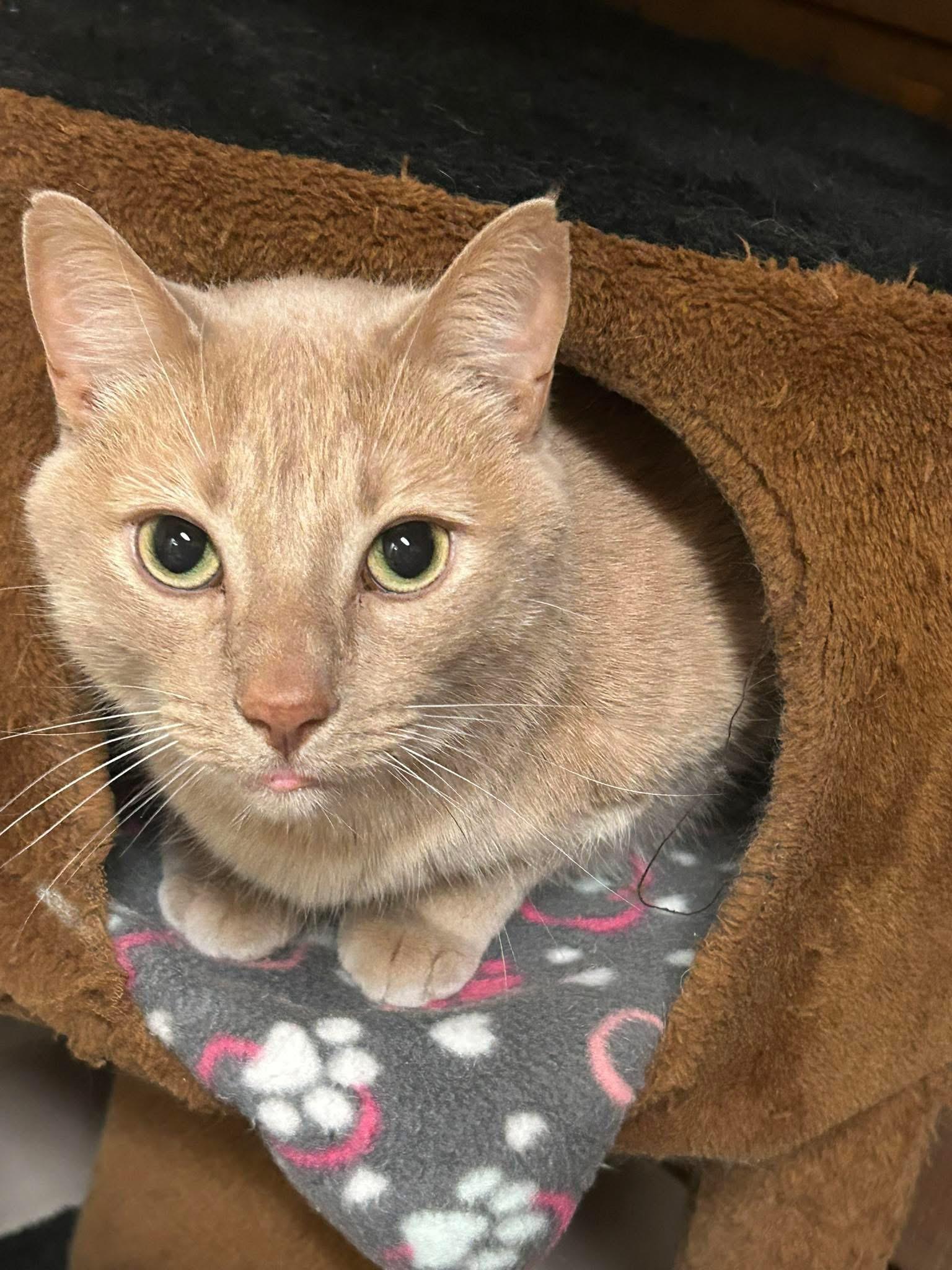 Enlarge Nicholas, a ADOPTABLE Tabby in Wadsworth, IL image 3/6