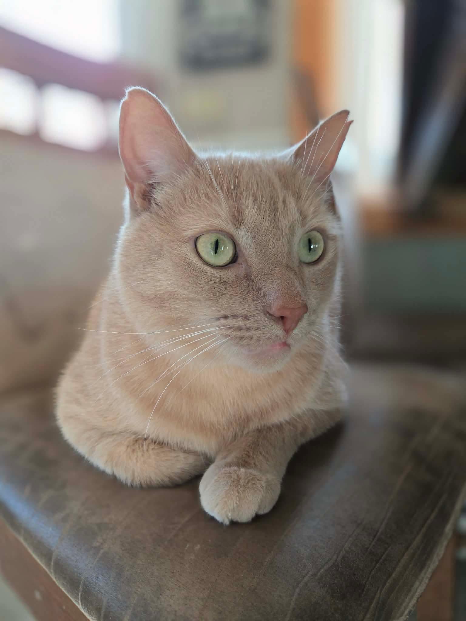 Nicholas, ADOPTABLE, Adult Male Tabby.