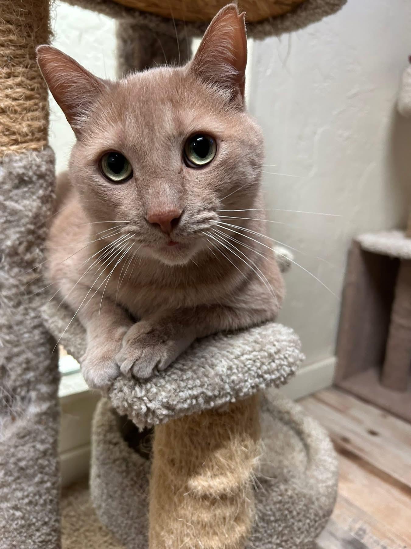 Enlarge Nicholas, a ADOPTABLE Tabby in Wadsworth, IL image 4/6