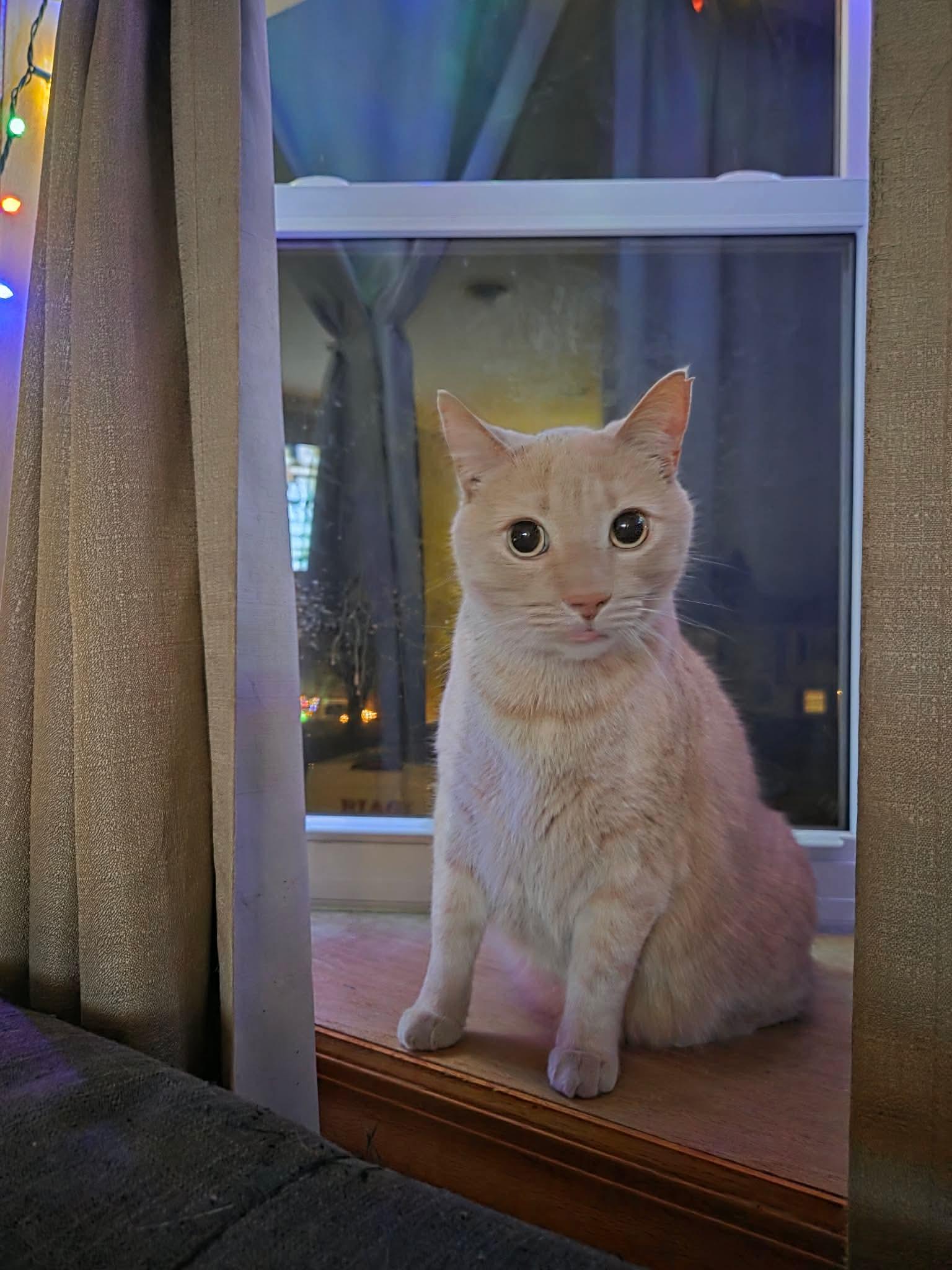 Enlarge Nicholas, a ADOPTABLE Tabby in Wadsworth, IL image 6/6