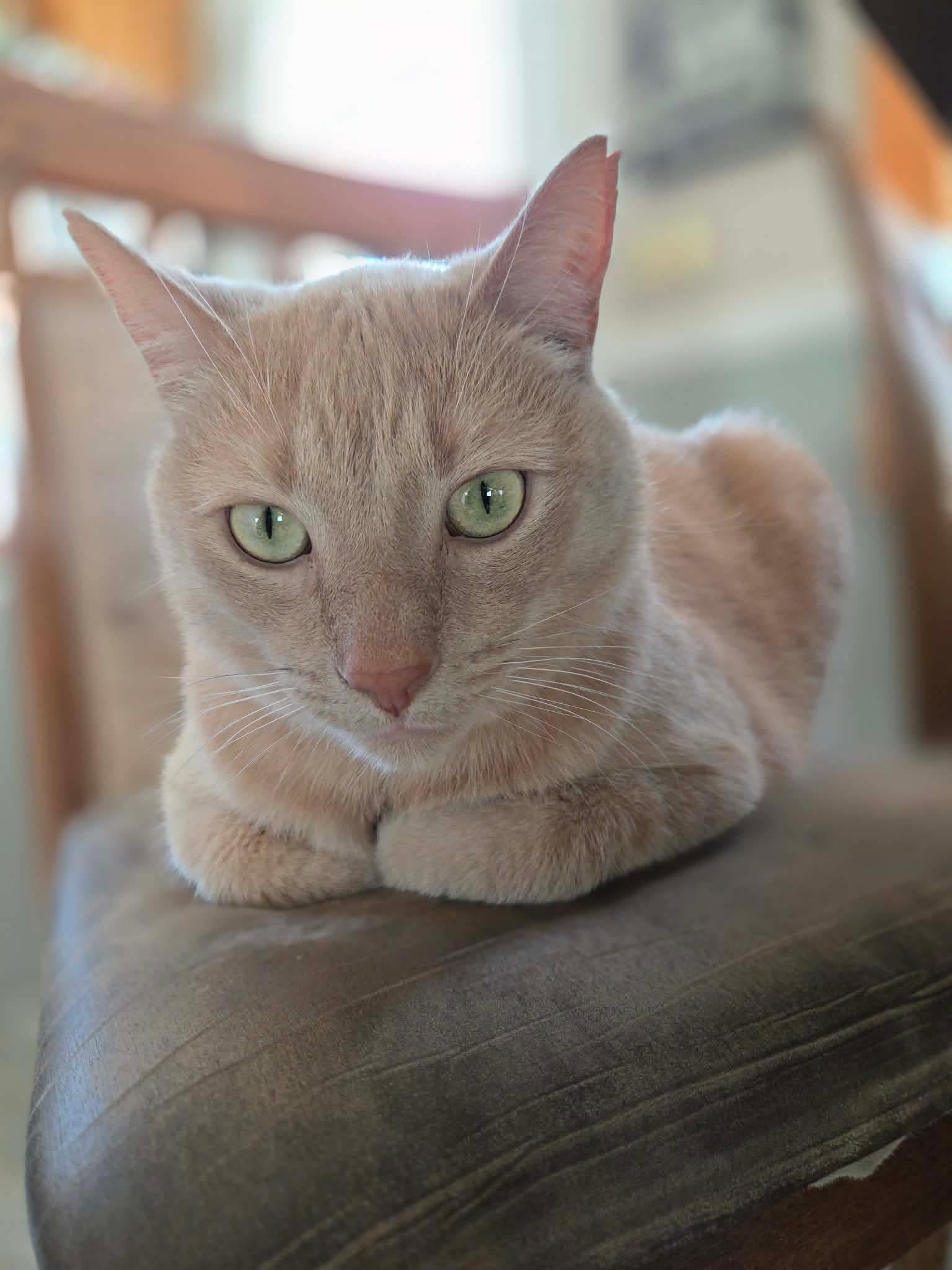 Enlarge Nicholas, a ADOPTABLE Tabby in Wadsworth, IL image 5/6