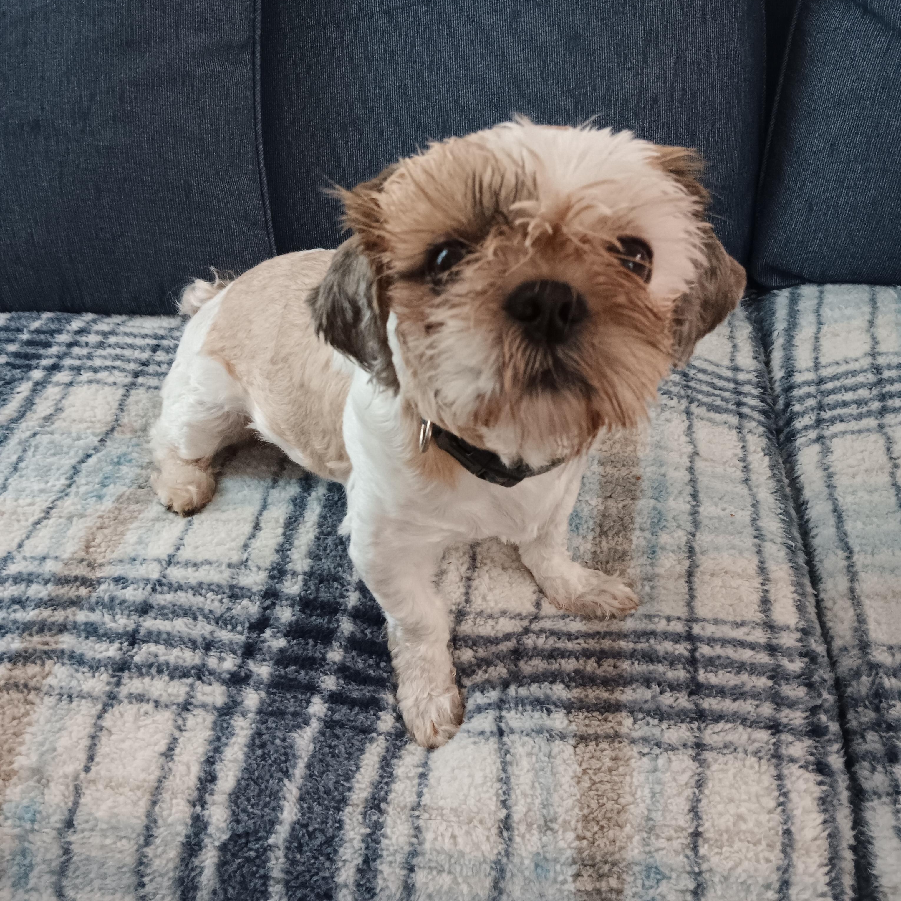 Gigi, a ADOPTABLE Shih Tzu in Bradenton, FL image 3/3