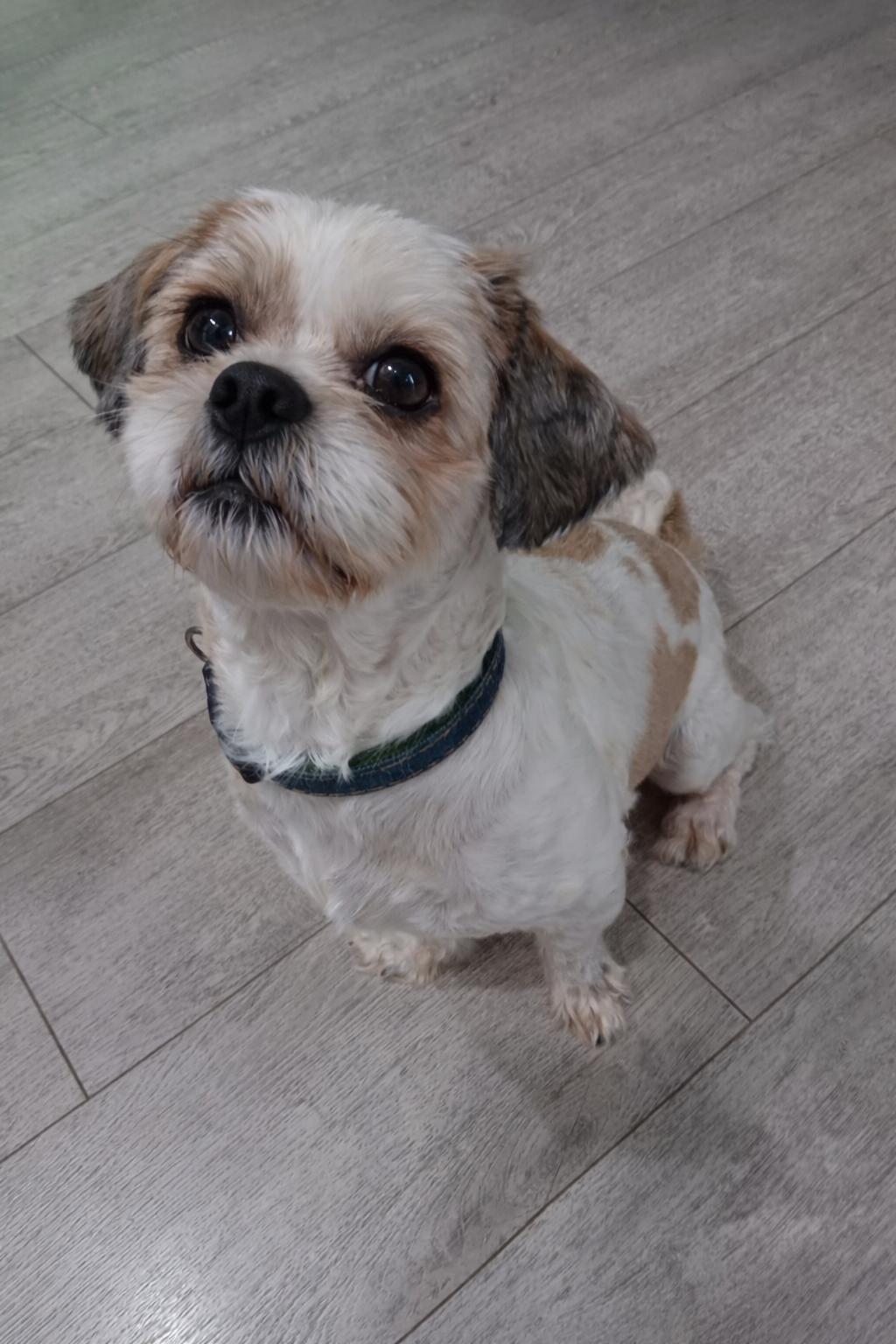 Gigi, ADOPTABLE, Adult Female Shih Tzu.