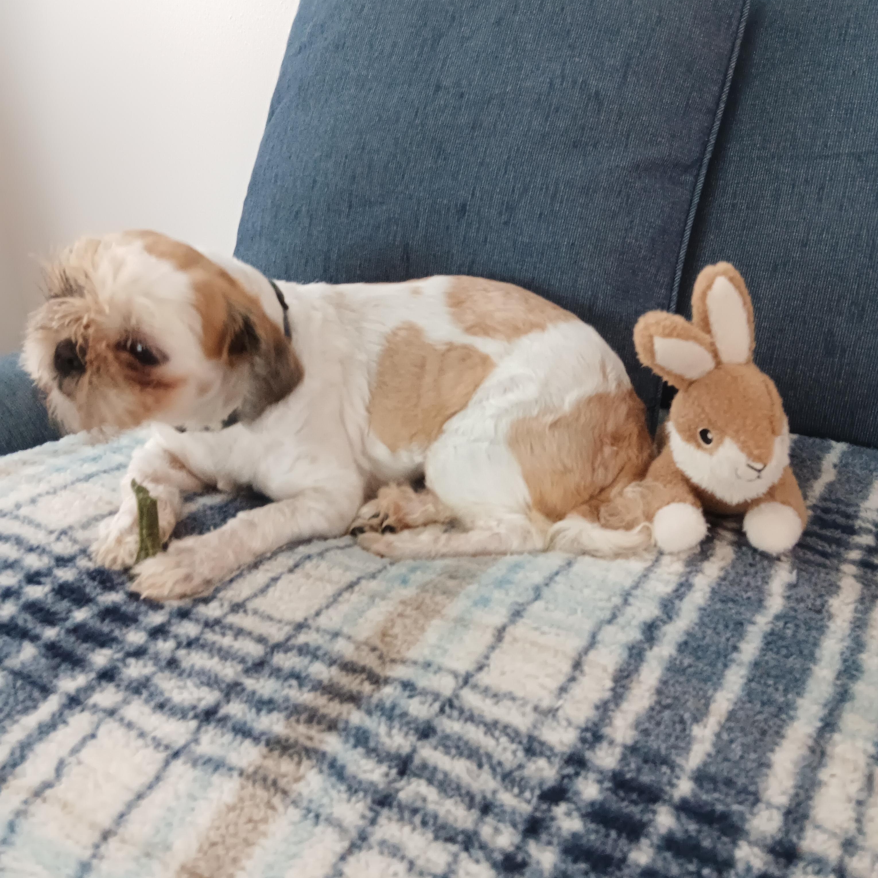 Gigi, a ADOPTABLE Shih Tzu in Bradenton, FL image 2/3