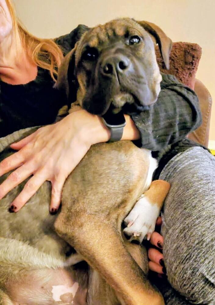 Lula, Adoptable, Adult Female Shar-Pei & Mixed Breed.