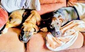 Enlarge Lula, a Adoptable mixed breed in Evergreen, CO image 2/6