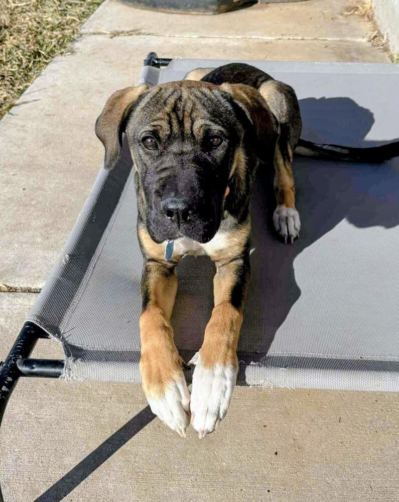 Enlarge Lula, a Adoptable mixed breed in Evergreen, CO image 3/6