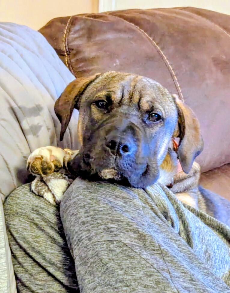 Enlarge Lula, a Adoptable mixed breed in Evergreen, CO image 4/6