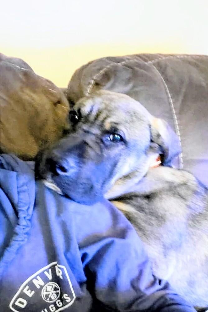 Enlarge Lula, a Adoptable mixed breed in Evergreen, CO image 5/6