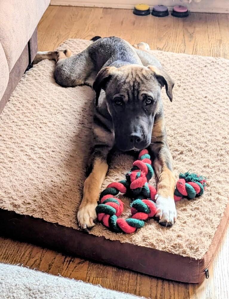 Enlarge Lula, a Adoptable mixed breed in Evergreen, CO image 6/6