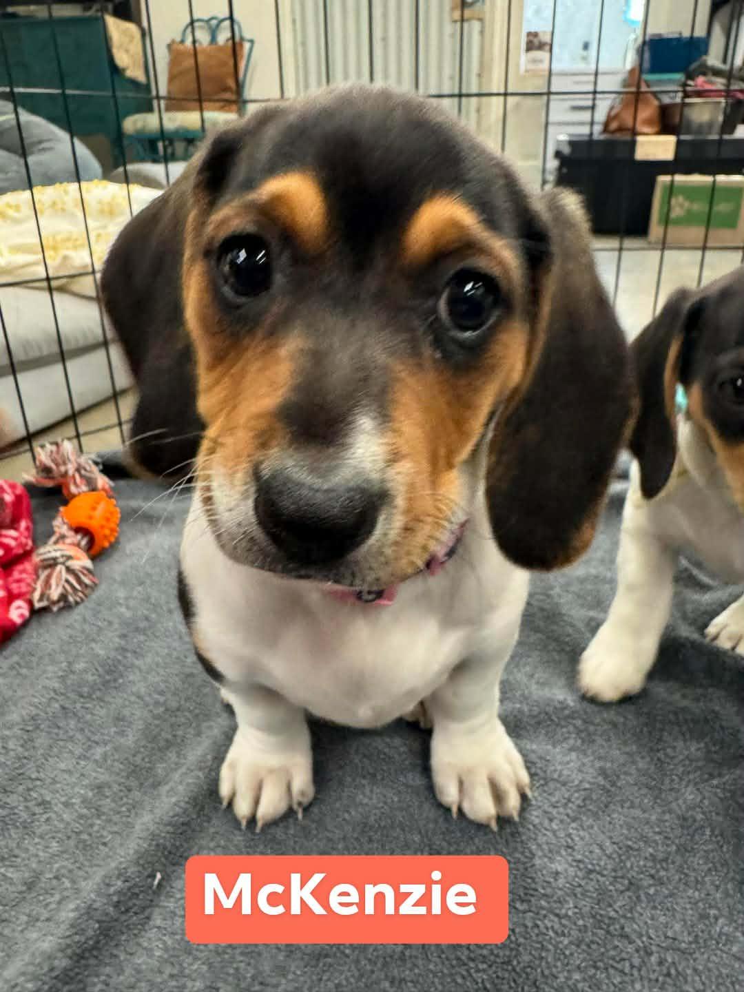 McKenzie, Adopted, Young Female Basset Hound & Chihuahua.