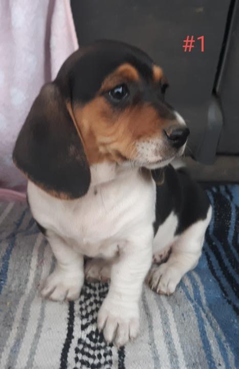 Enlarge McKenzie, a Adopted mixed breed in TULSA, OK image 2/3