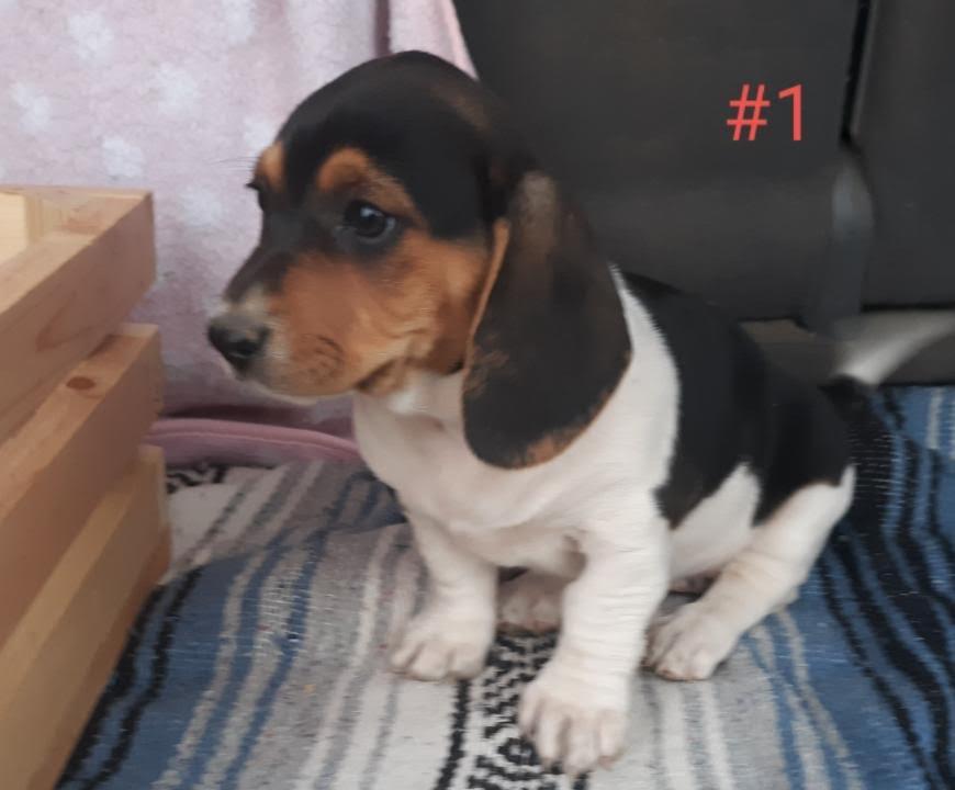 Enlarge McKenzie, a Adopted mixed breed in TULSA, OK image 3/3