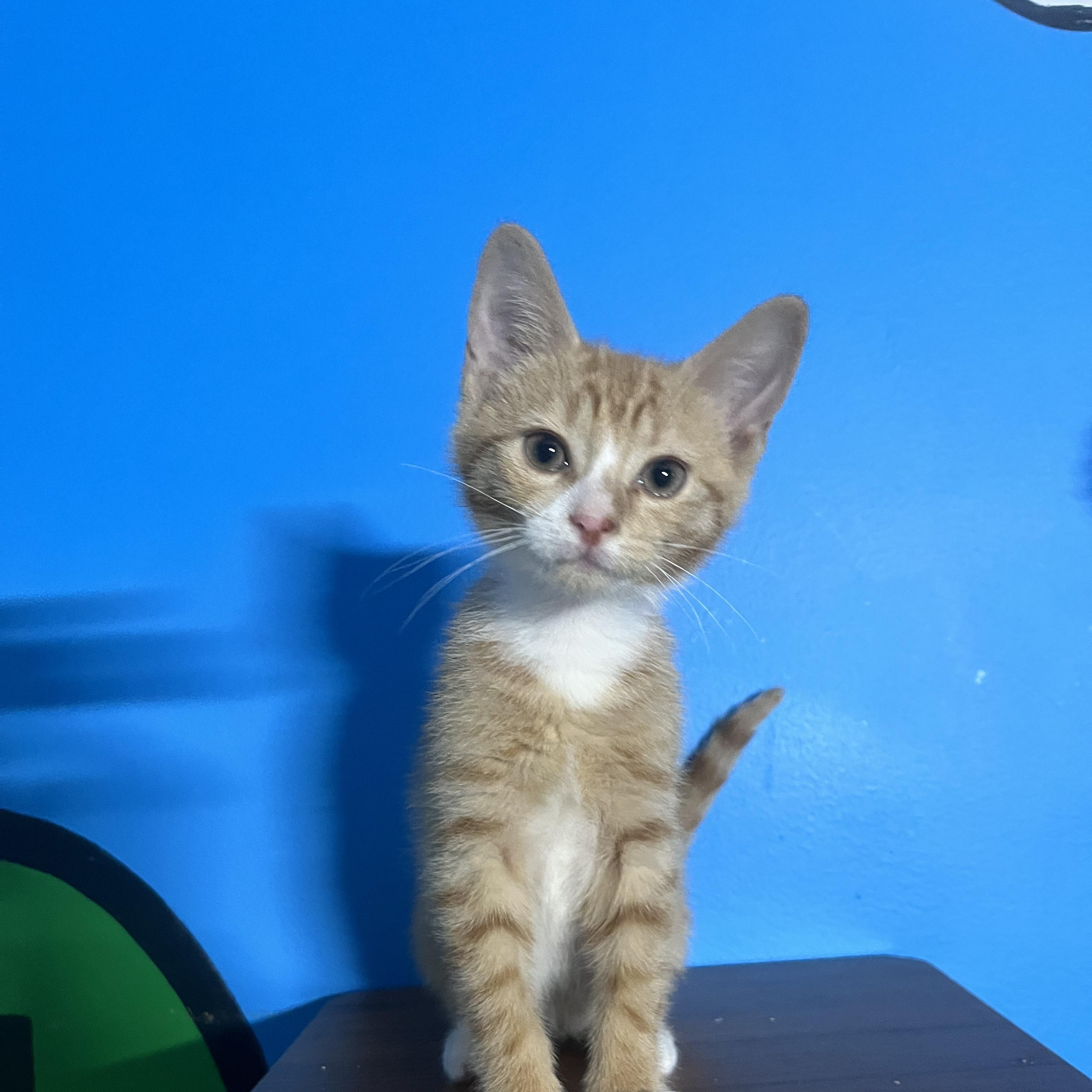 Enlarge Caraway, a Adoptable Domestic Short Hair in Elkton, MD image 2/4