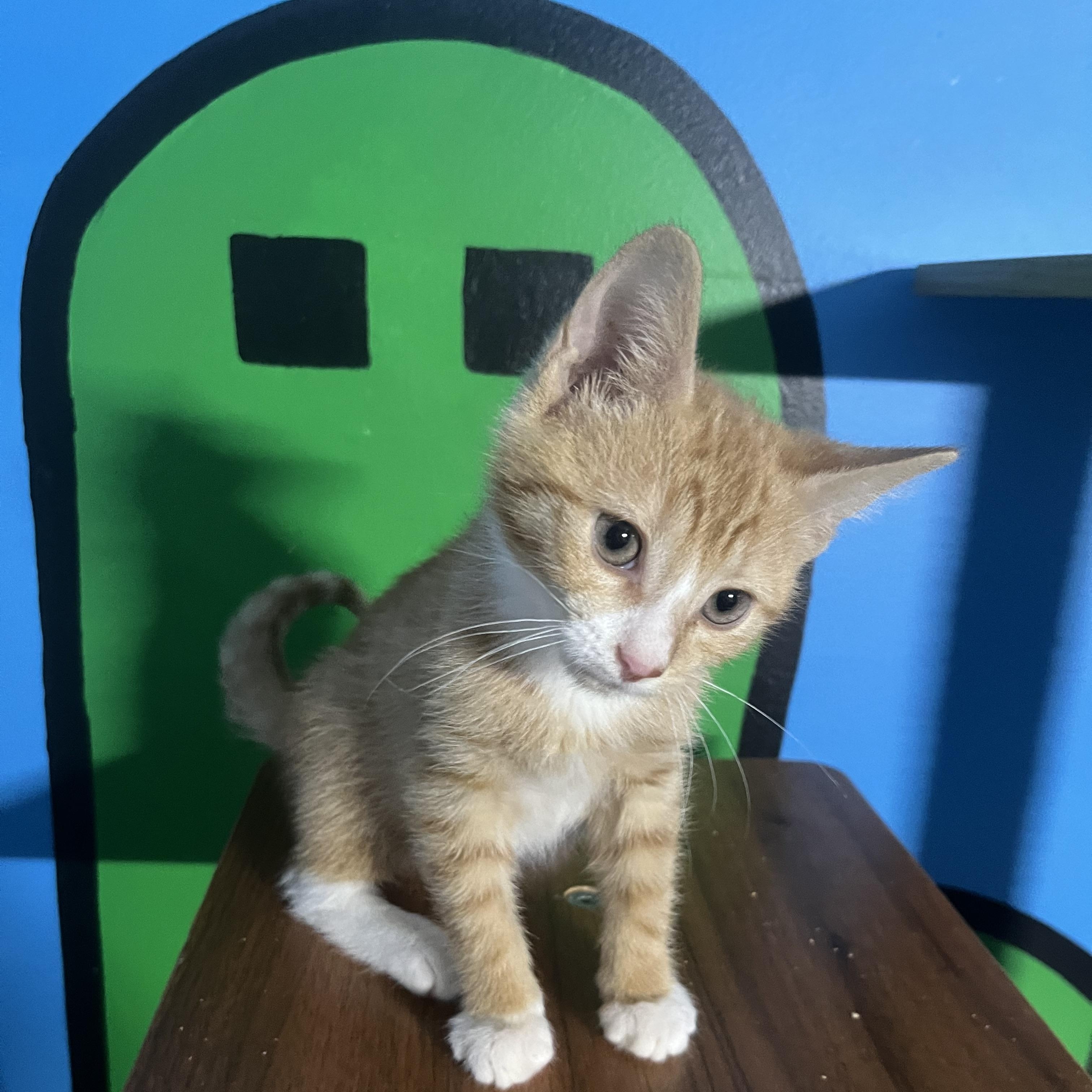 Enlarge Caraway, a Adoptable Domestic Short Hair in Elkton, MD image 4/4