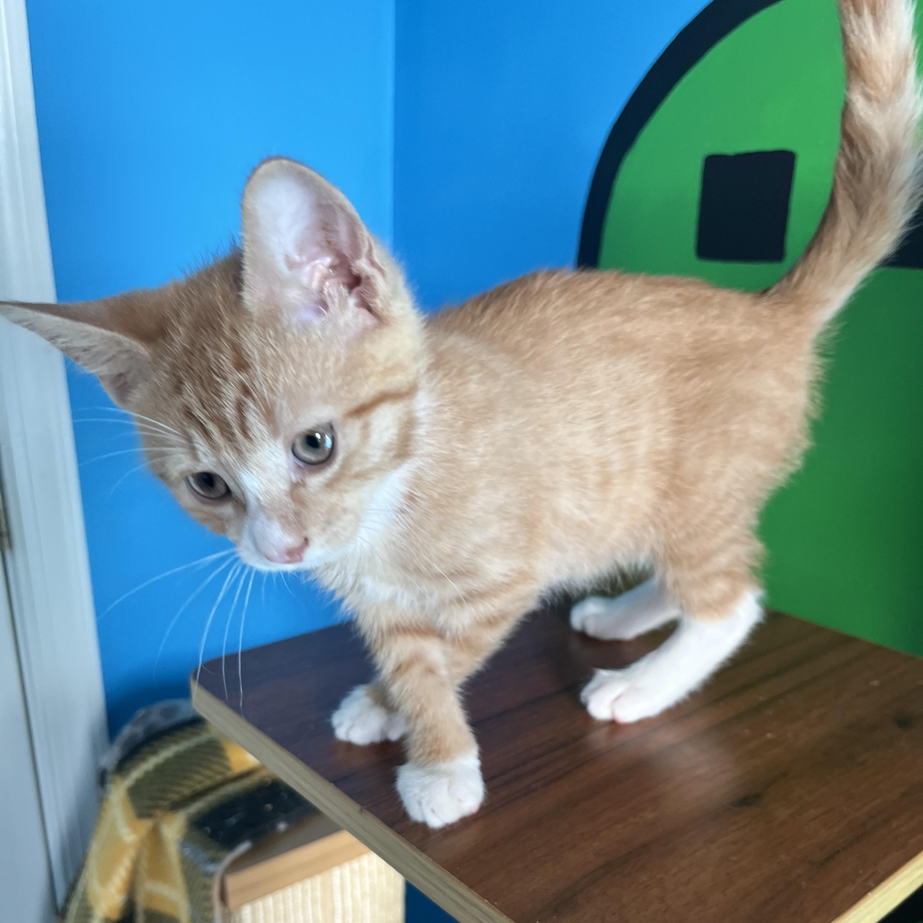 Enlarge Caraway, a Adoptable Domestic Short Hair in Elkton, MD image 3/4