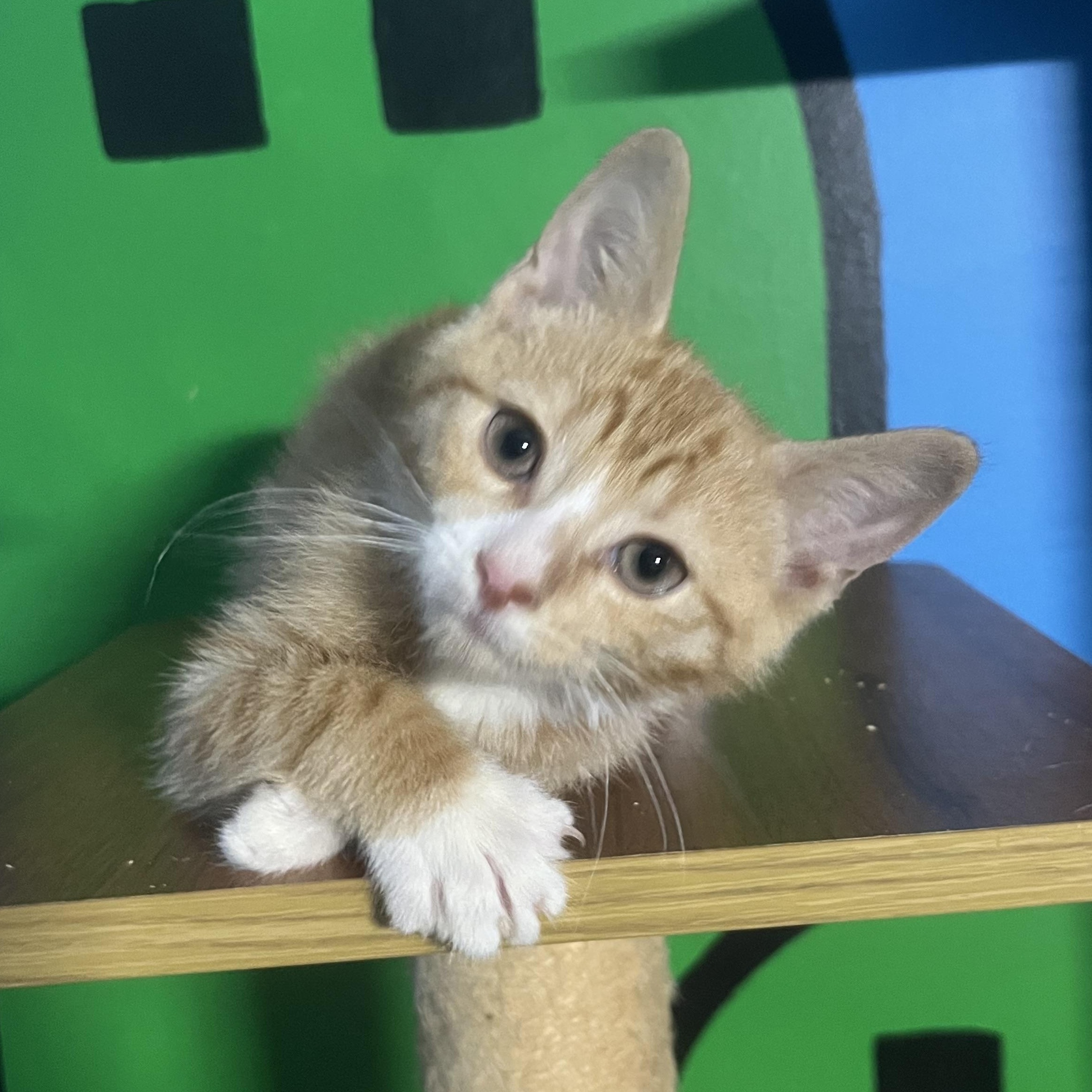 Enlarge Caraway, a Adoptable Domestic Short Hair in Elkton, MD image 1/4