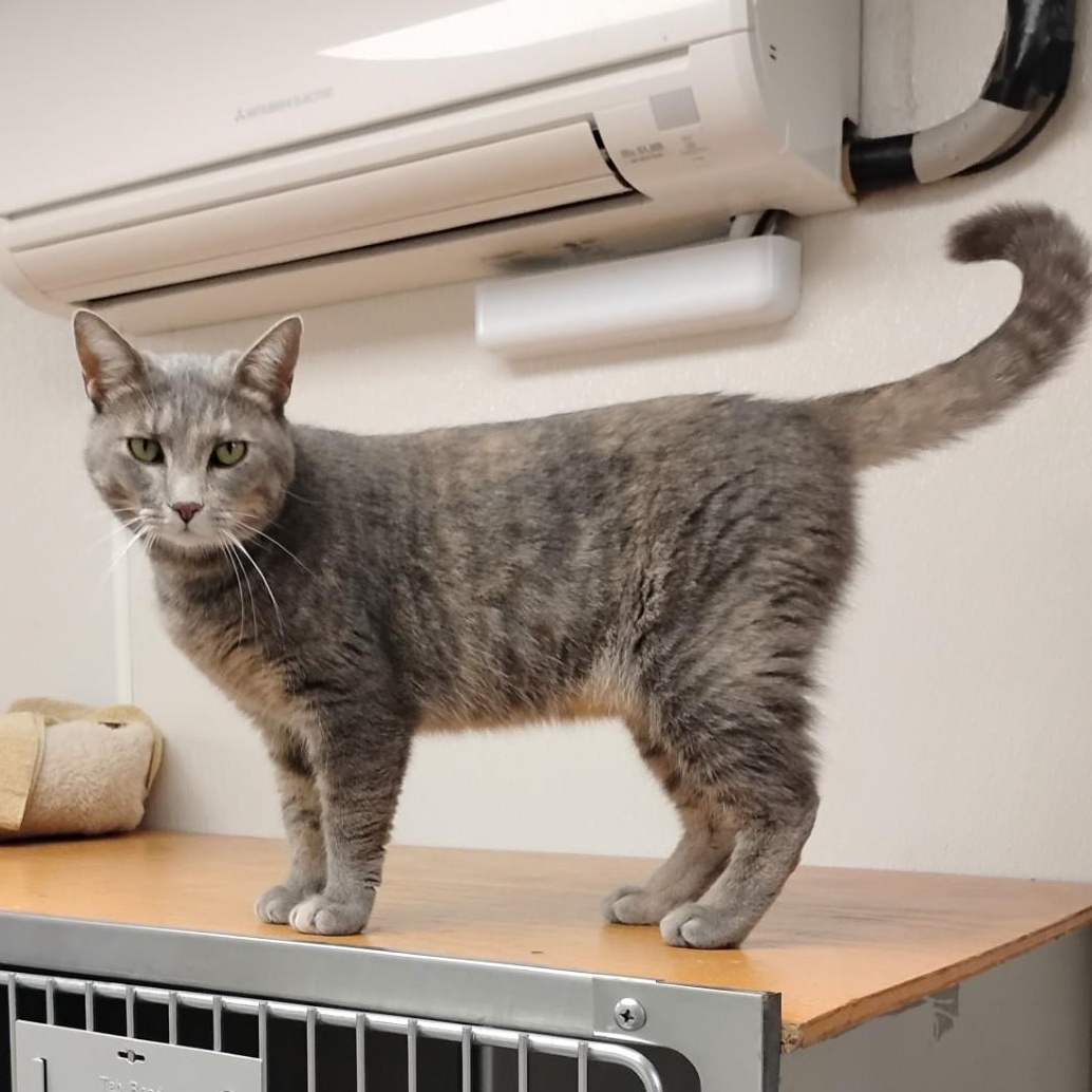 Blossom, a Adoptable Domestic Short Hair in Dillsburg, PA image 1/6