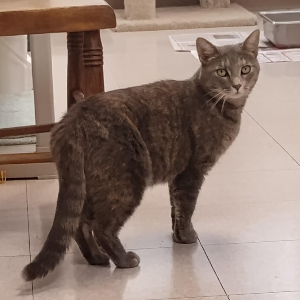 Blossom, a Adoptable Domestic Short Hair in Dillsburg, PA image 3/6