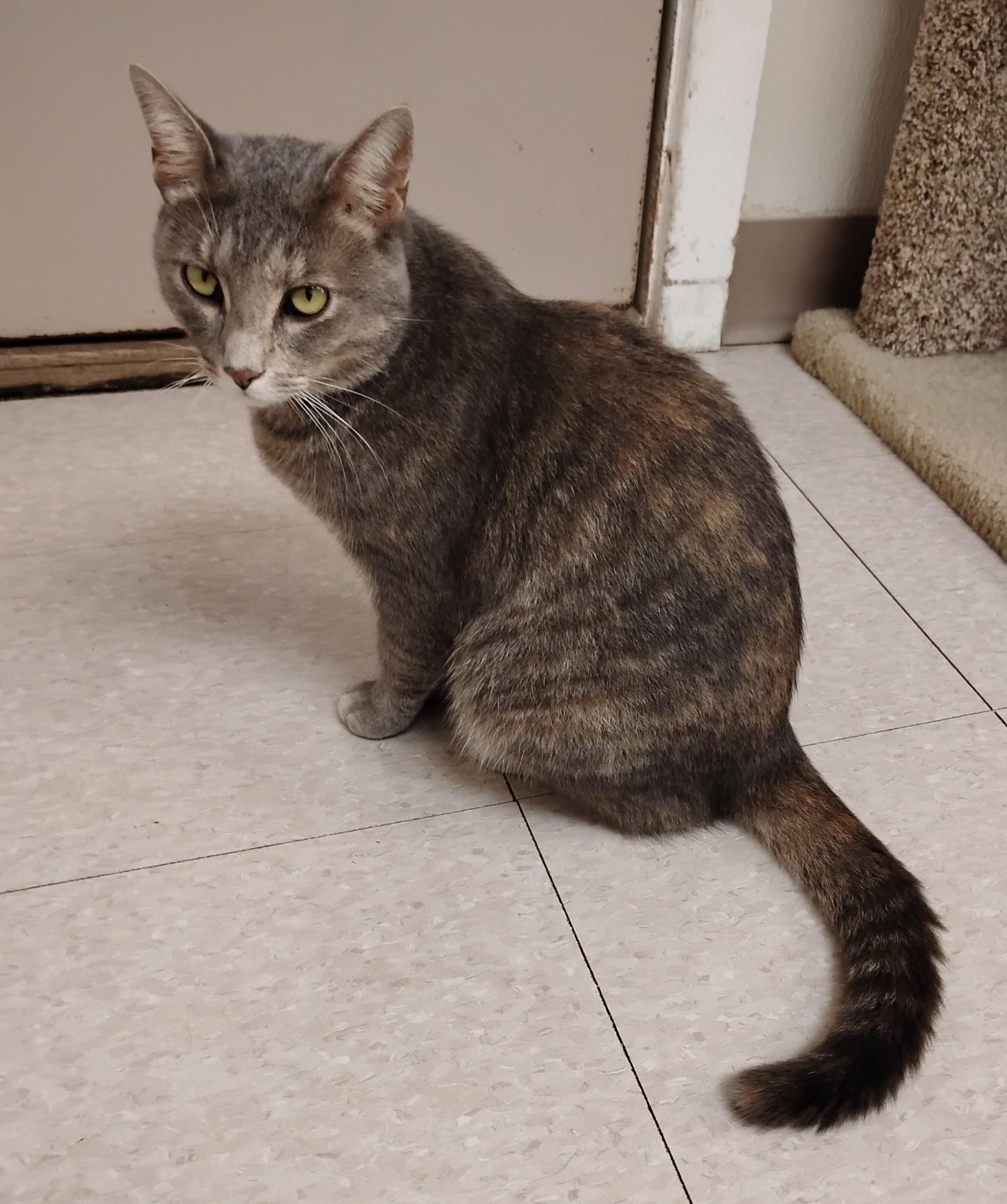 Blossom, a Adoptable Domestic Short Hair in Dillsburg, PA image 4/6