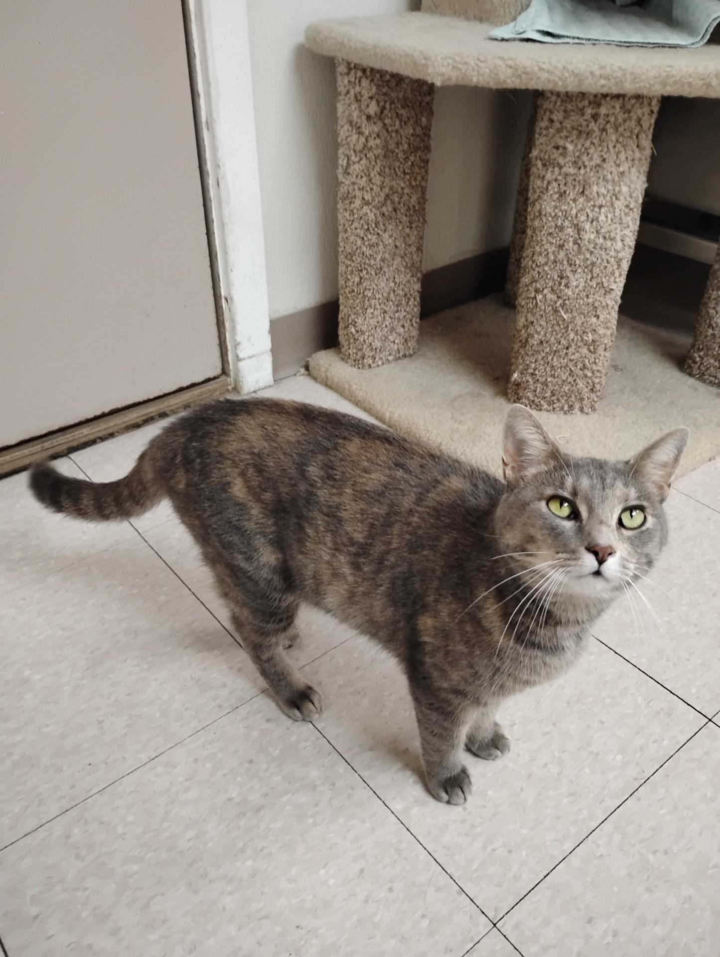 Blossom, a Adoptable Domestic Short Hair in Dillsburg, PA image 2/6