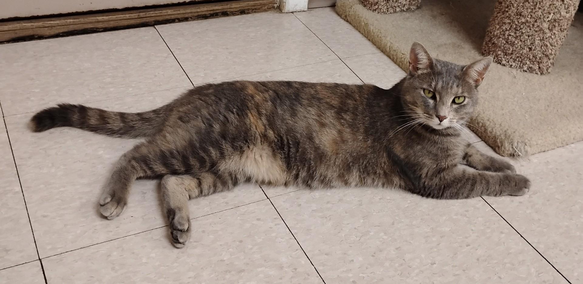 Blossom, a Adoptable Domestic Short Hair in Dillsburg, PA image 5/6