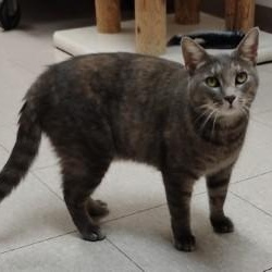 Blossom, a Adoptable Domestic Short Hair in Dillsburg, PA image 6/6