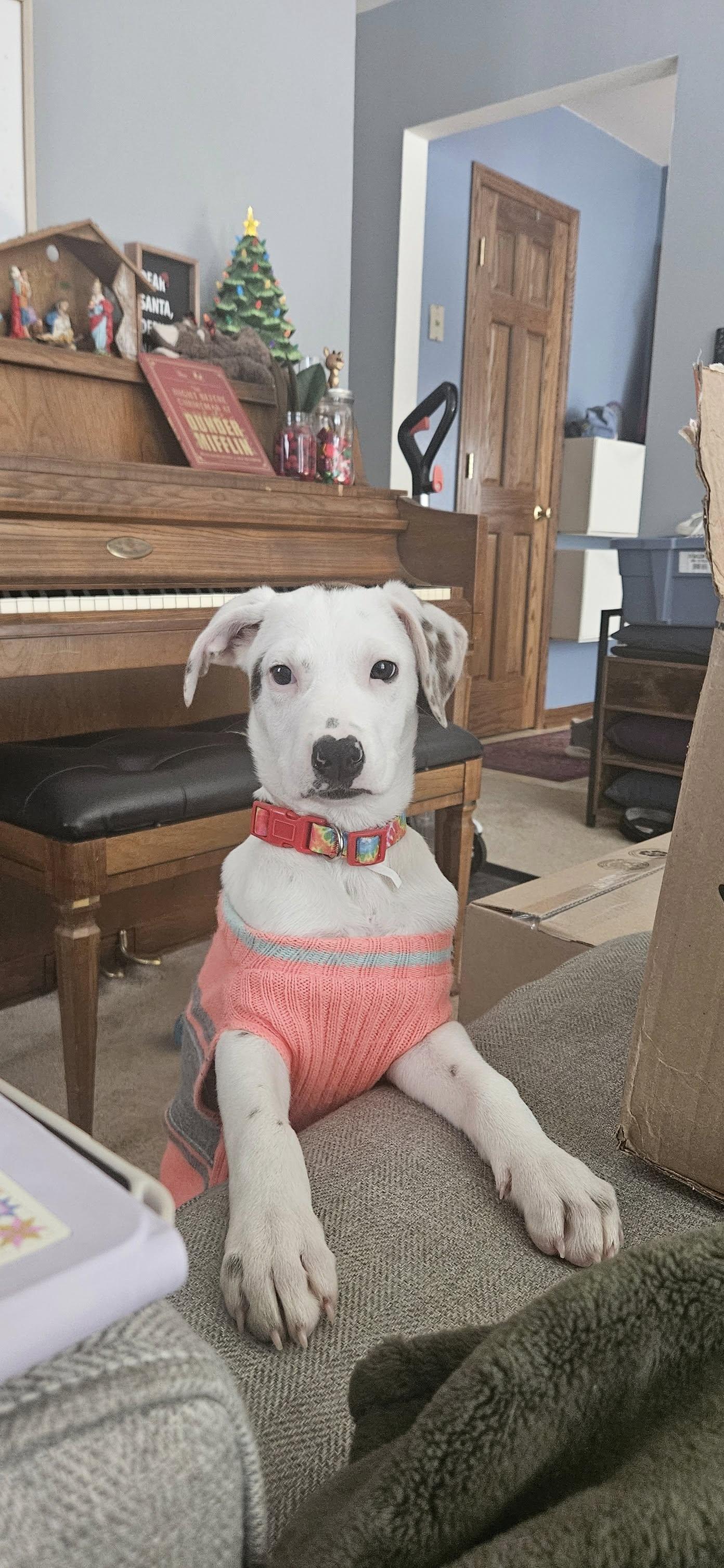 Enlarge Stacie the lab mix, a Adoptable mixed breed in Muskego, WI image 3/5