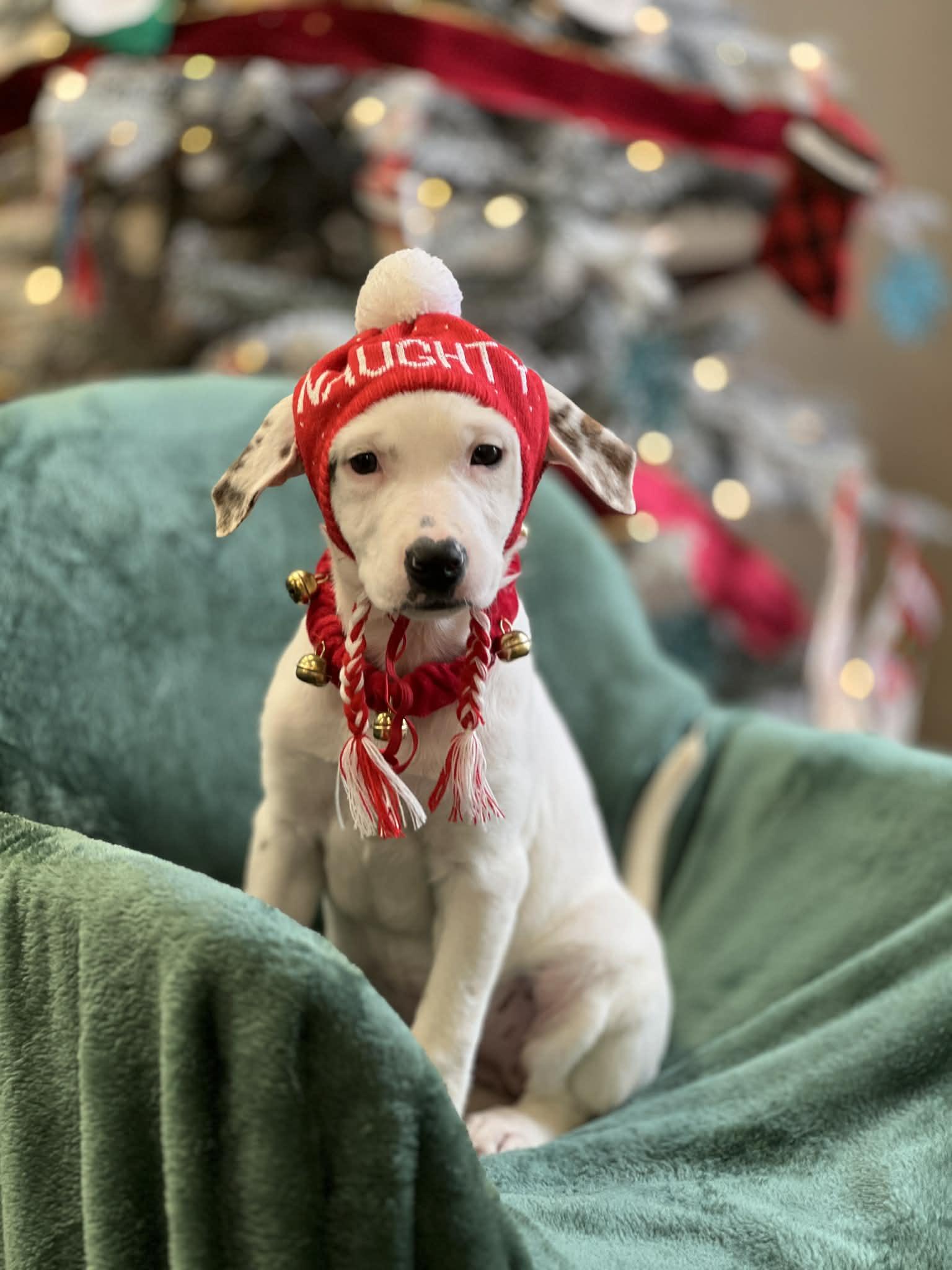 Enlarge Stacie the lab mix, a Adoptable mixed breed in Muskego, WI image 2/5