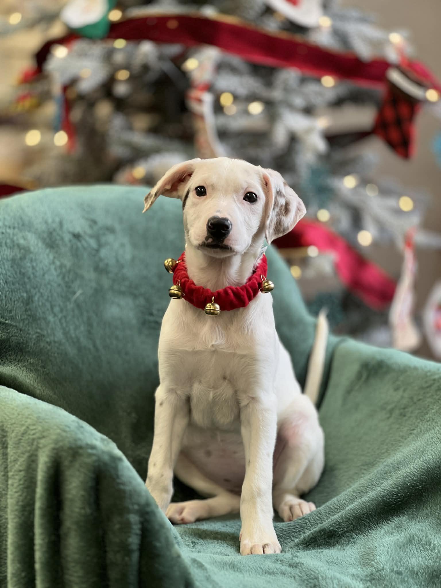 Enlarge Stacie the lab mix, a Adoptable mixed breed in Muskego, WI image 1/5