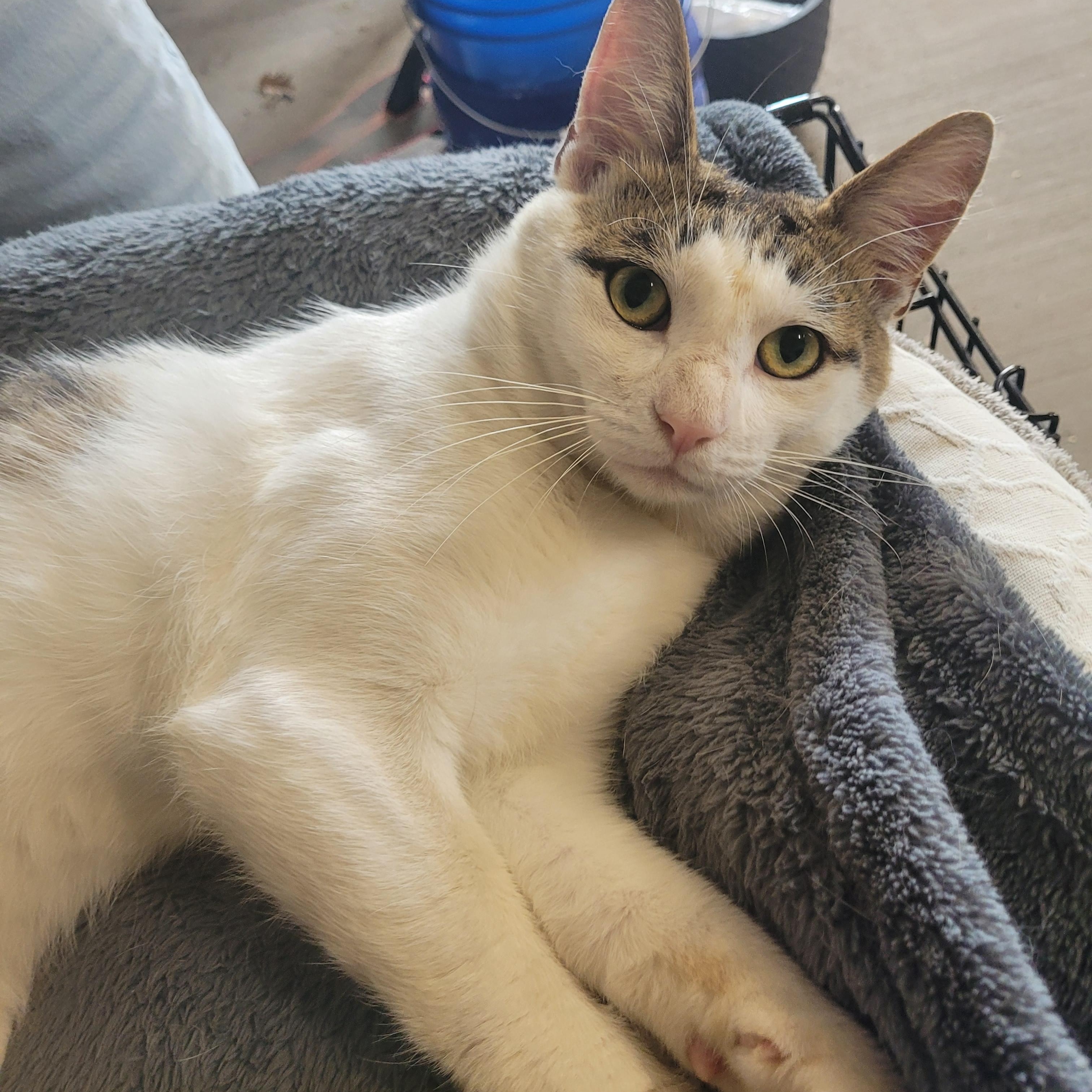 Otto (m) tabby with white, 2yrs, ADOPTABLE, Adult Male Tabby.