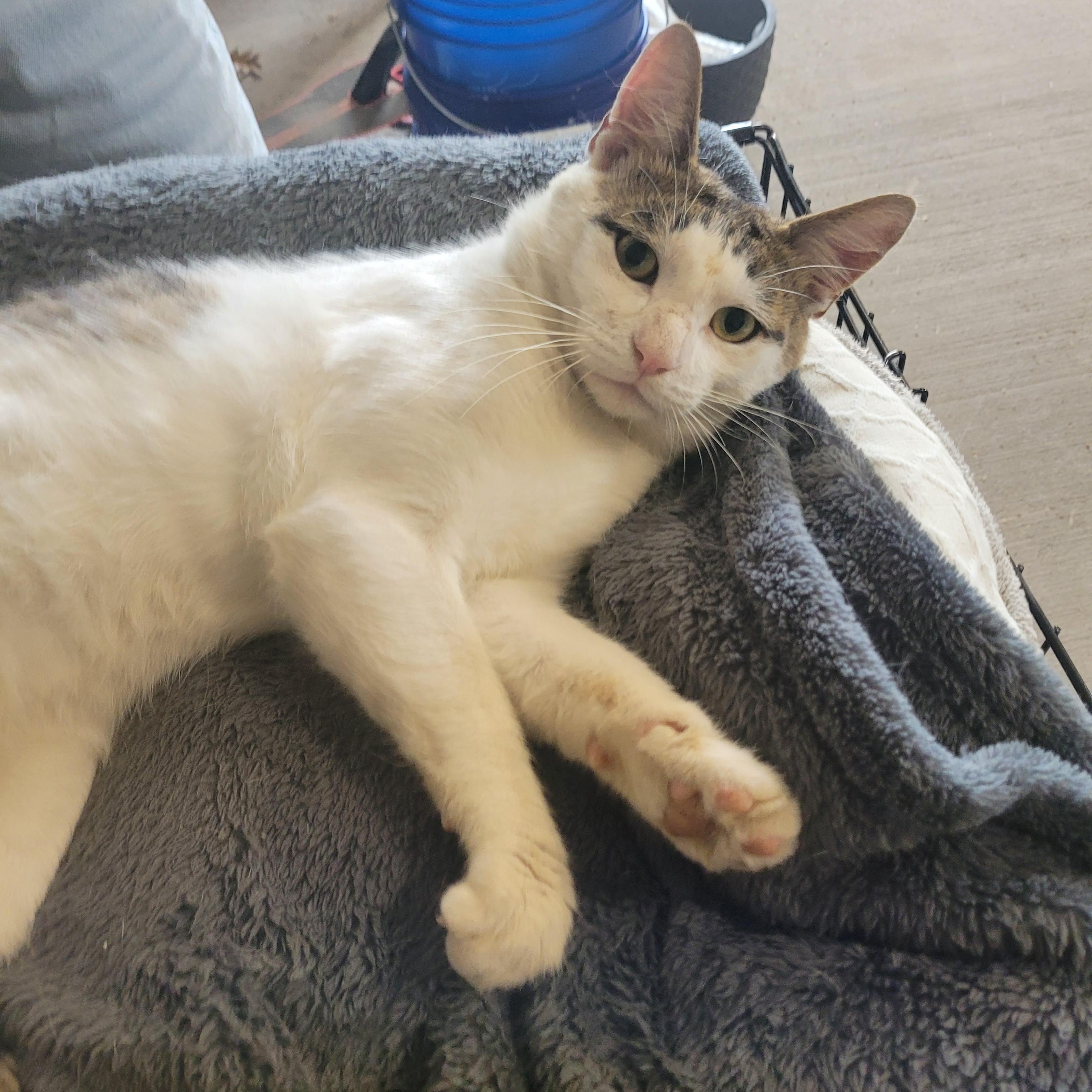 Enlarge Otto (m) tabby with white, 2yrs, a ADOPTABLE Tabby in Ottawa, ON image 2/6