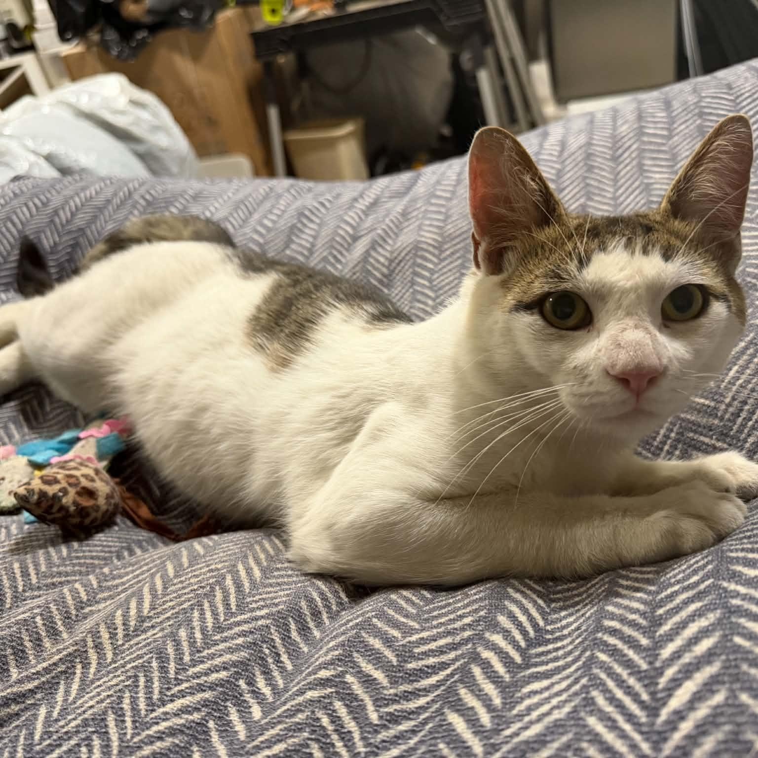 Enlarge Otto (m) tabby with white, 2yrs, a ADOPTABLE Tabby in Ottawa, ON image 4/6