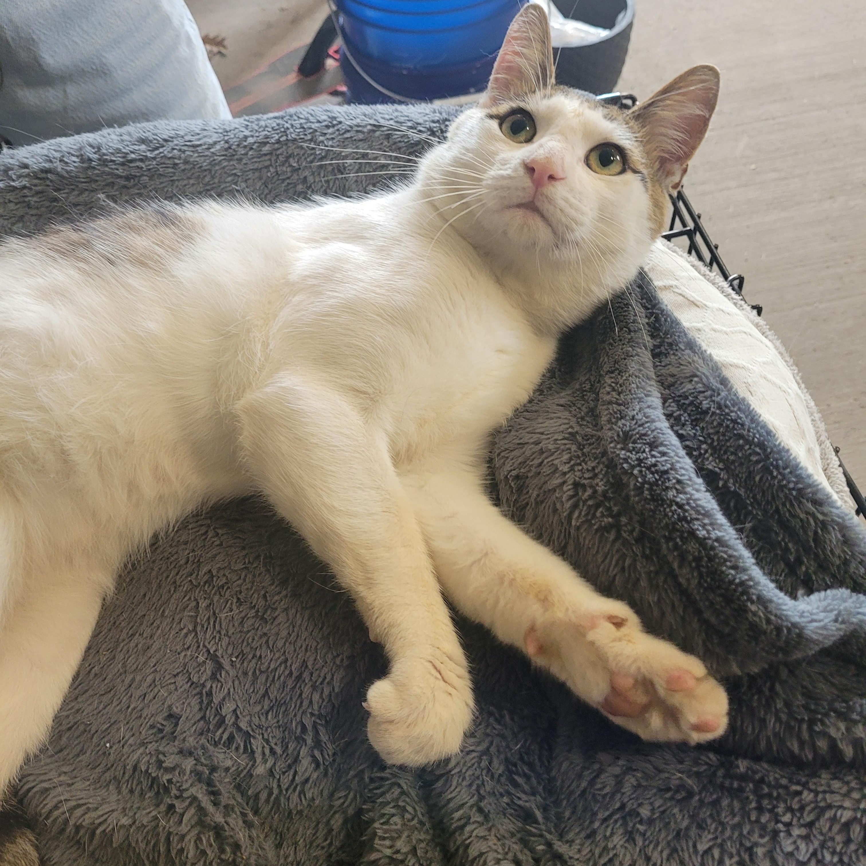 Enlarge Otto (m) tabby with white, 2yrs, a ADOPTABLE Tabby in Ottawa, ON image 3/6