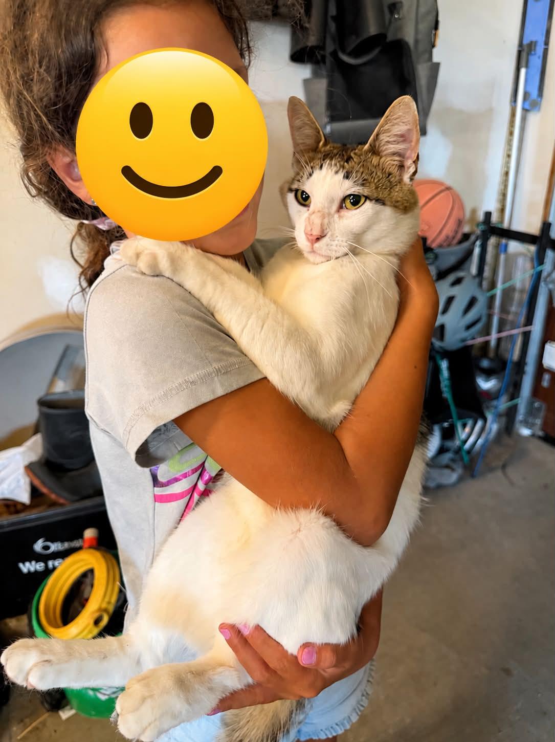 Enlarge Otto (m) tabby with white, 2yrs, a ADOPTABLE Tabby in Ottawa, ON image 6/6