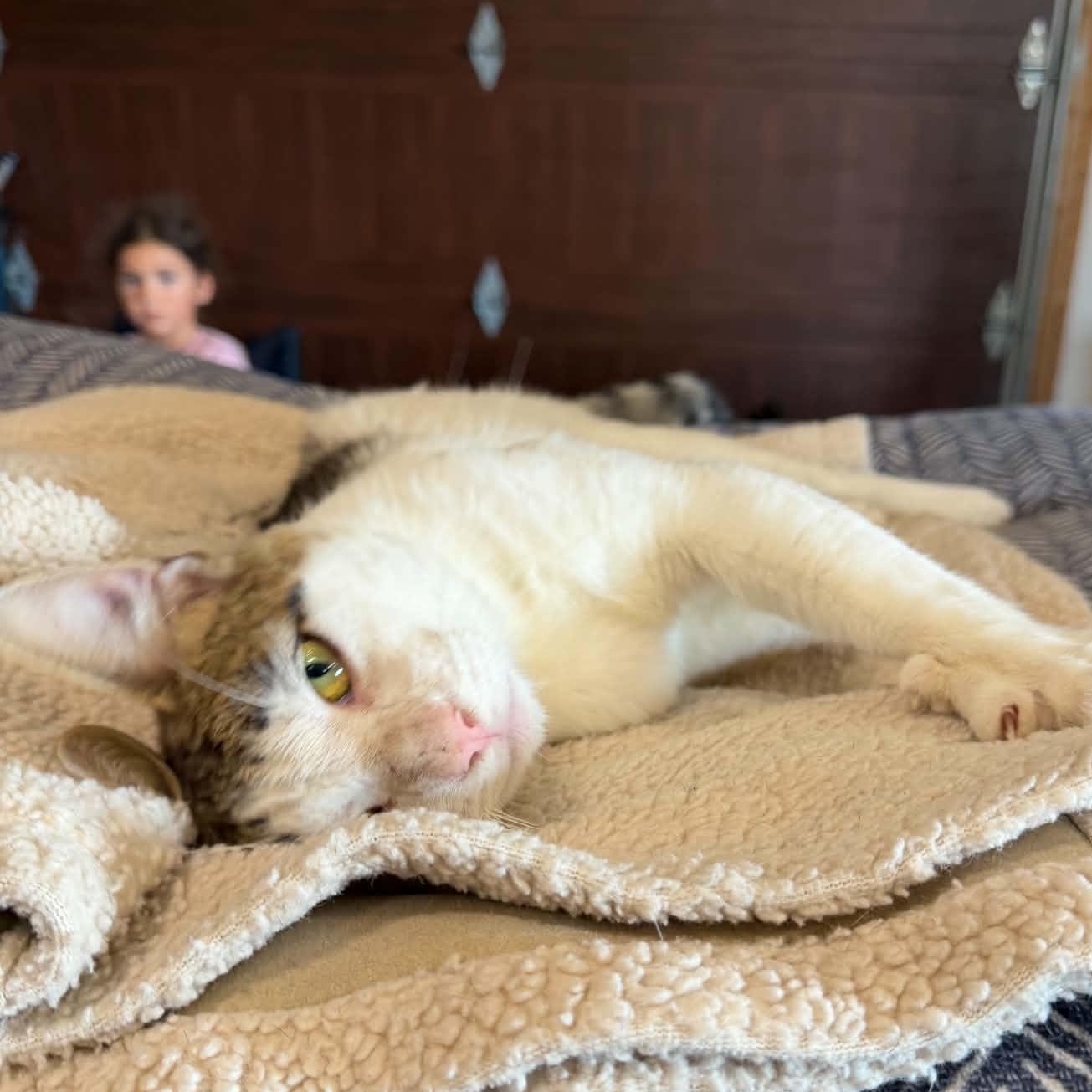 Enlarge Otto (m) tabby with white, 2yrs, a ADOPTABLE Tabby in Ottawa, ON image 5/6