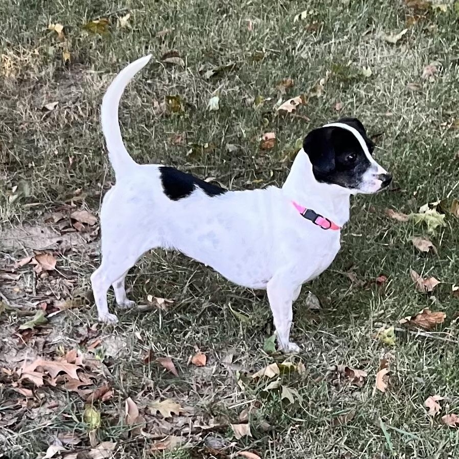Enlarge Dolly (Peg-fostered in TN), a Adopted Feist in Brooklyn, CT image 6/6
