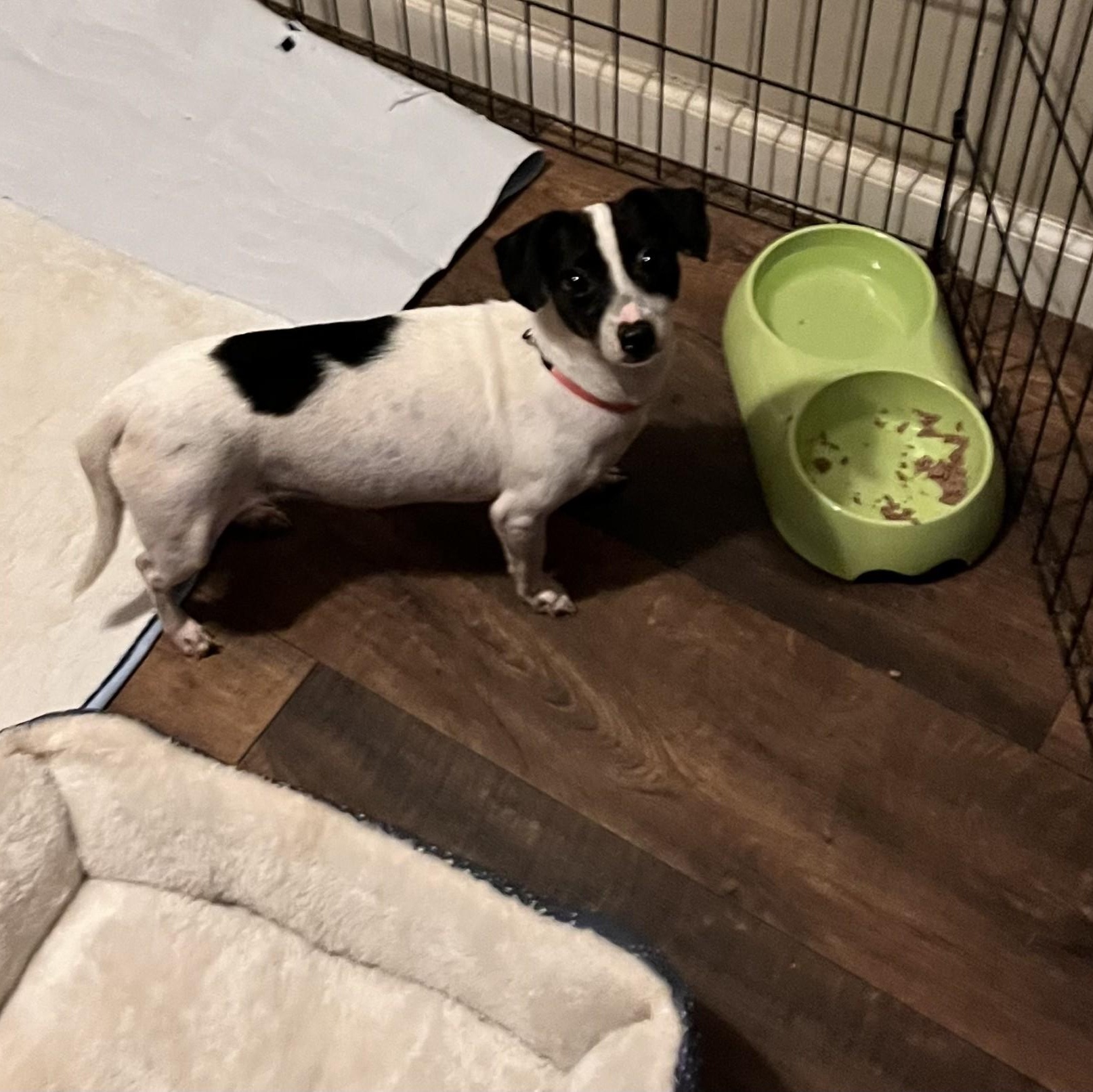 Enlarge Dolly (Peg-fostered in TN), a Adopted Feist in Brooklyn, CT image 2/6