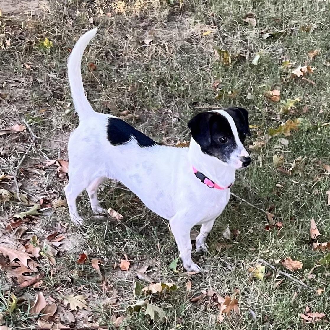 Enlarge Dolly (Peg-fostered in TN), a Adopted Feist in Brooklyn, CT image 4/6