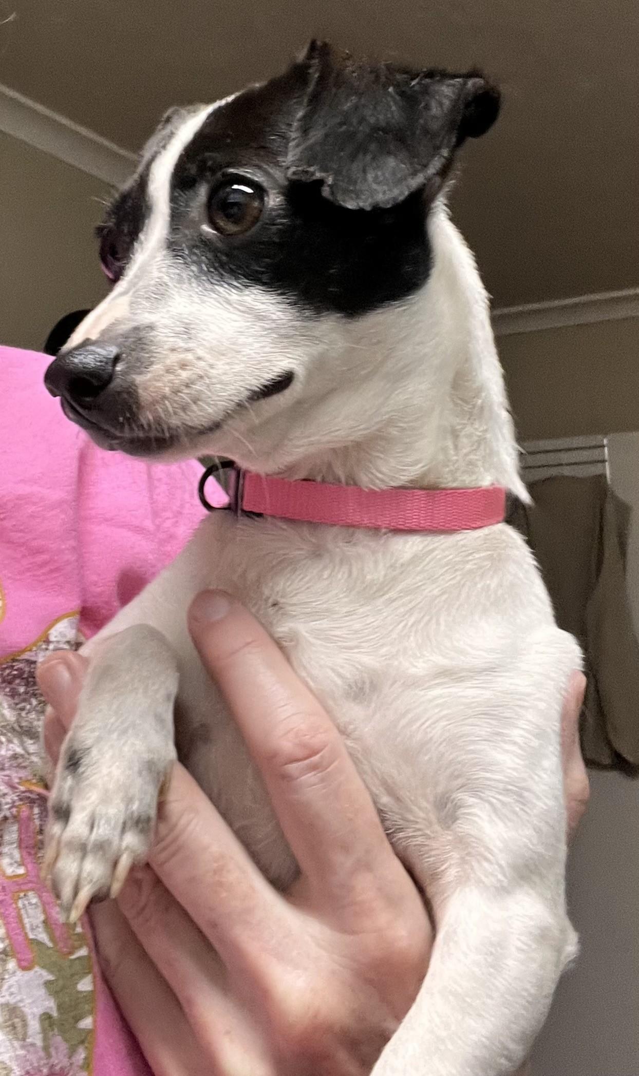 Enlarge Dolly (Peg-fostered in TN), a Adopted Feist in Brooklyn, CT image 1/6