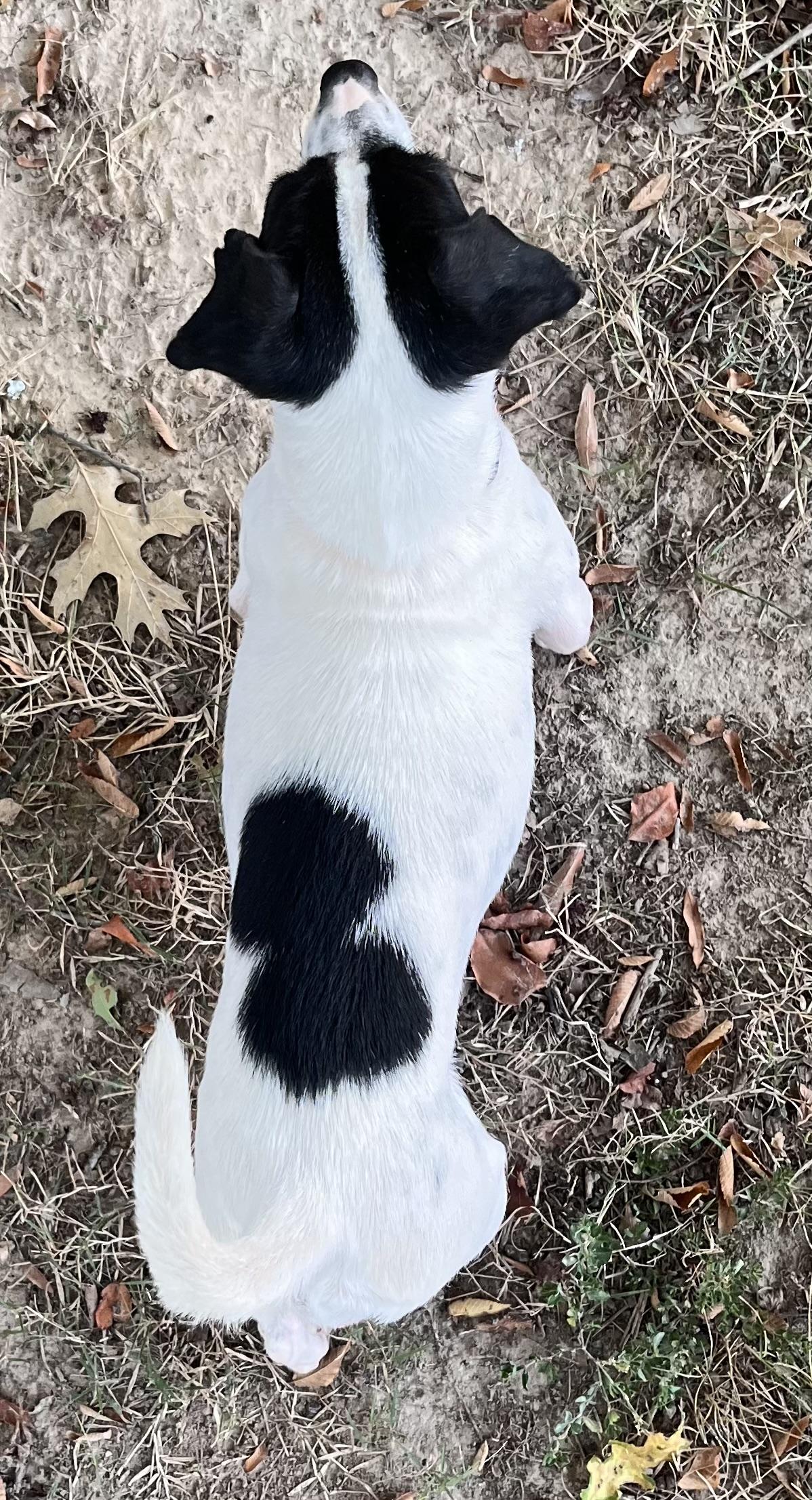 Enlarge Dolly (Peg-fostered in TN), a Adopted Feist in Brooklyn, CT image 5/6