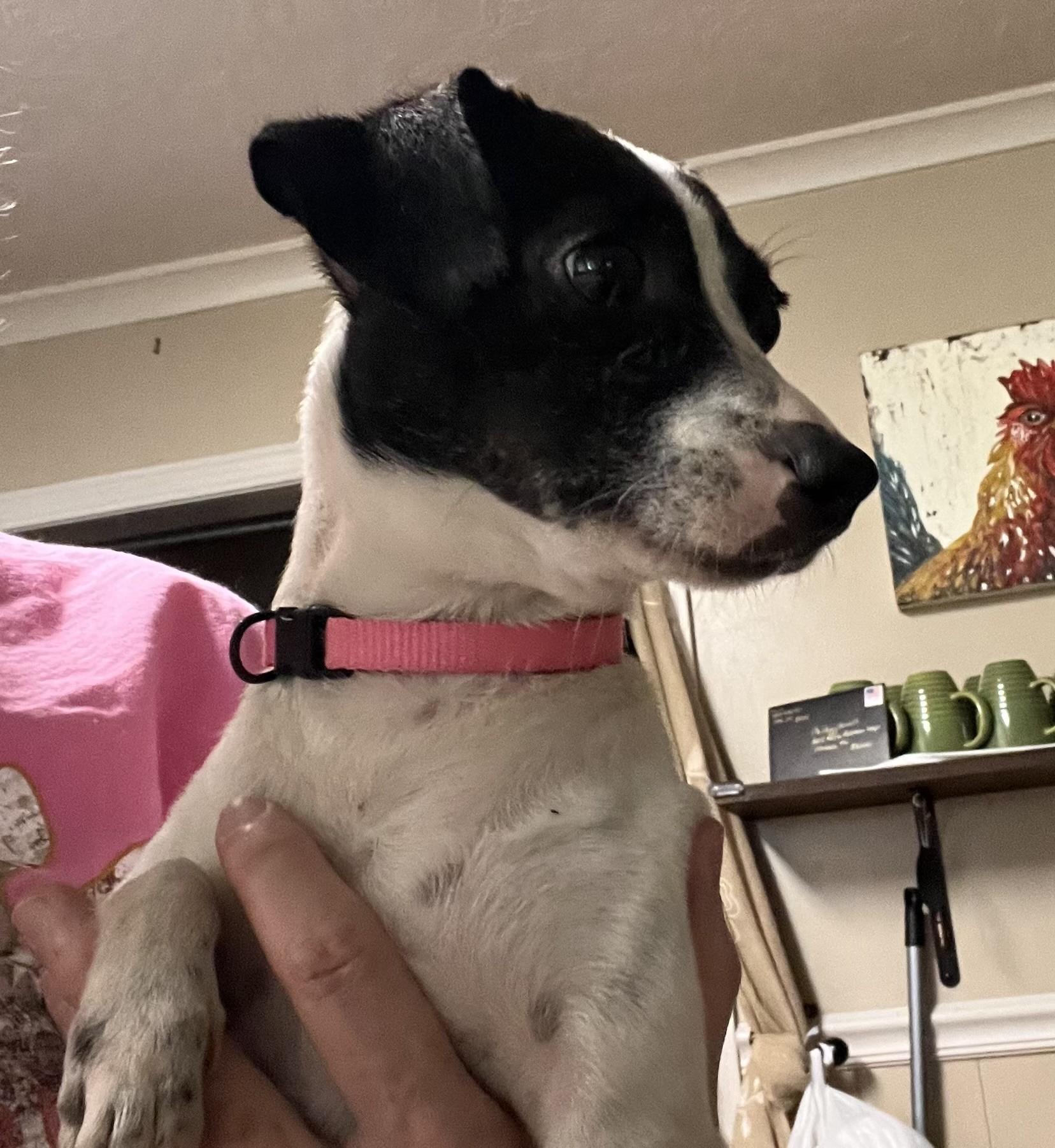 Enlarge Dolly (Peg-fostered in TN), a Adopted Feist in Brooklyn, CT image 3/6