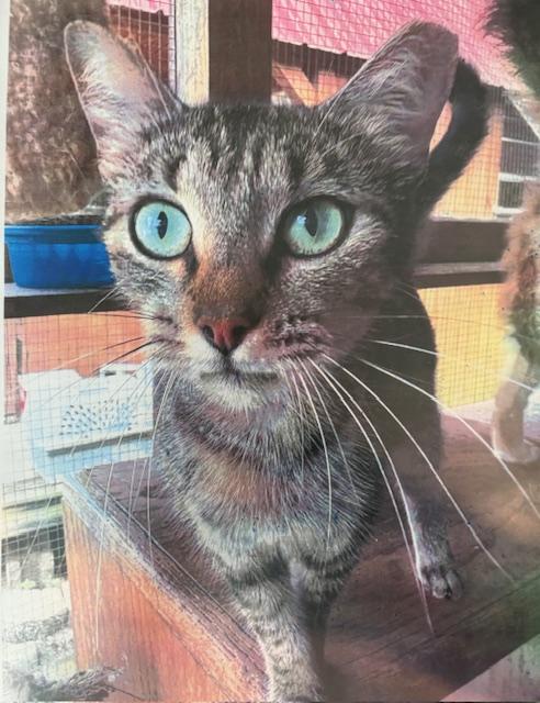 Enlarge Cookie, a Adoptable Tabby in Porter, TX image 1/1