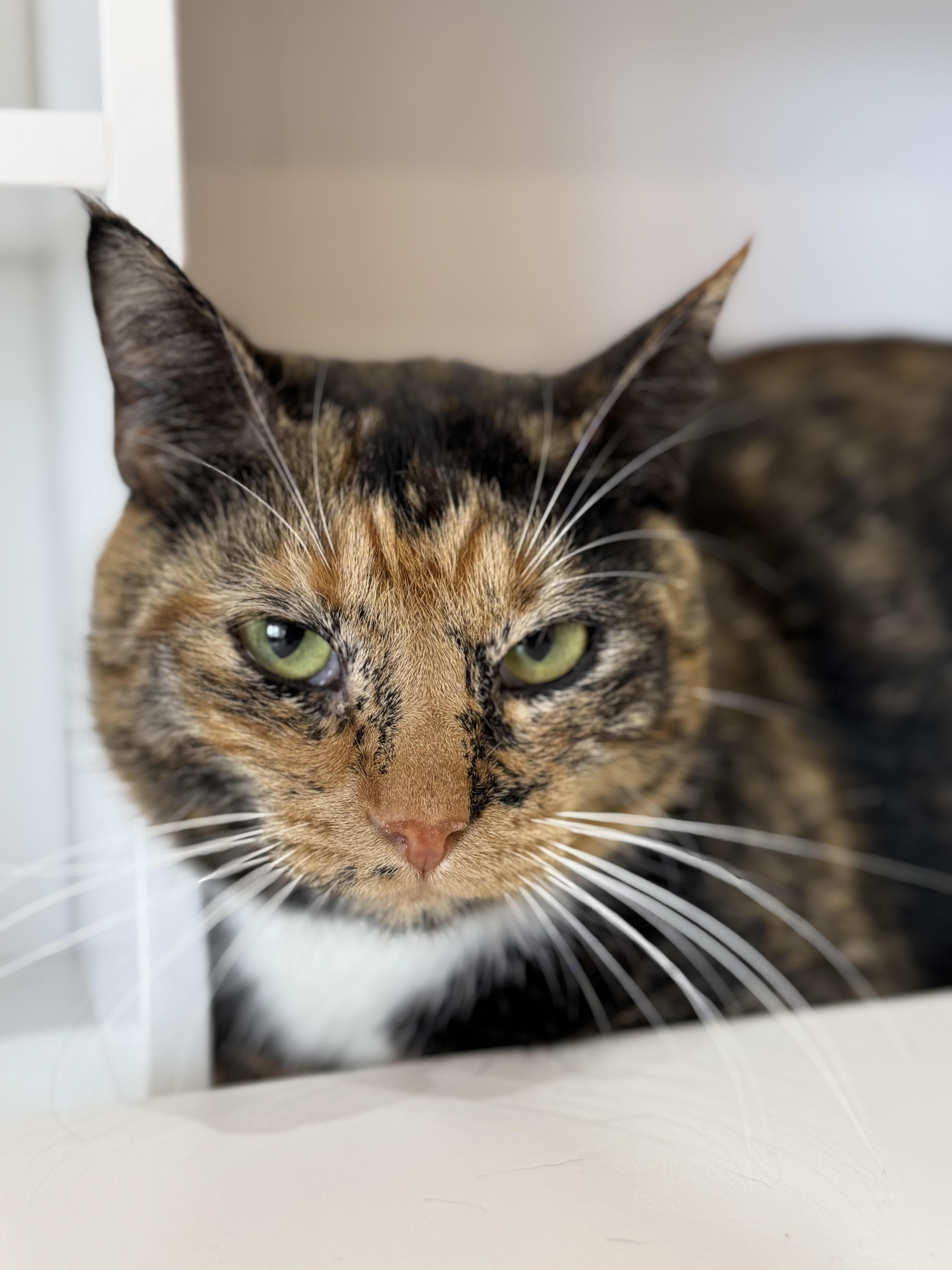 Noel, adopted, Young Female Domestic Short Hair.