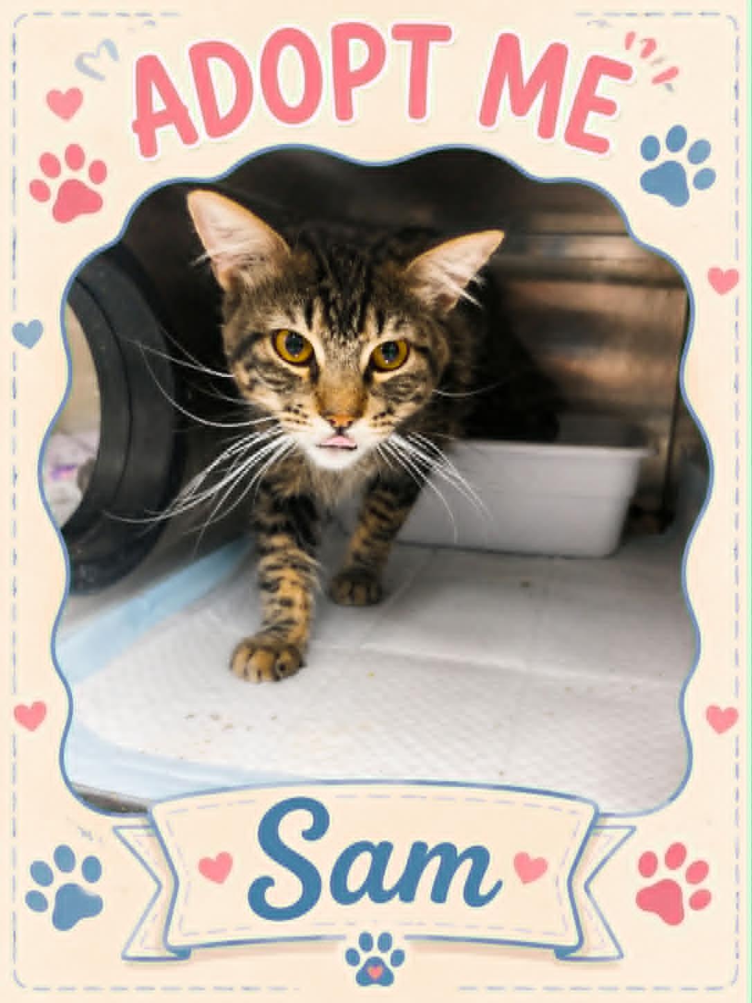 Enlarge Sam, a ADOPTABLE mixed breed in Bowie, TX image 1/1